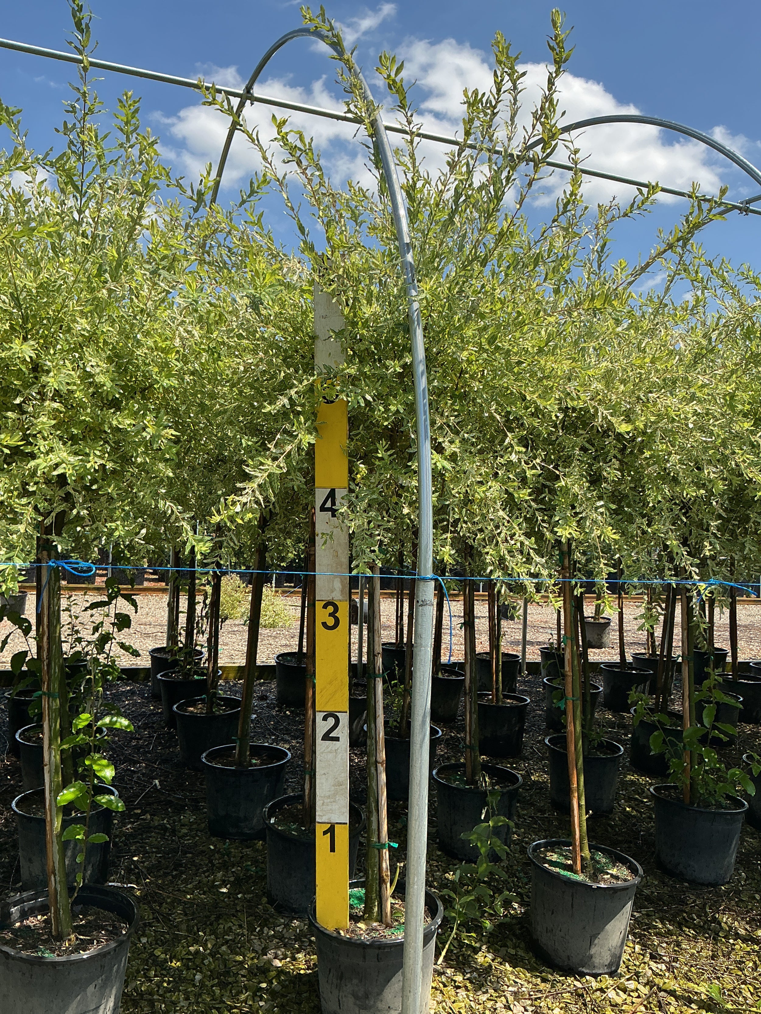 Salix integra 'Hakuro Nishiki'