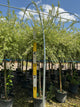 Salix integra 'Hakuro Nishiki'