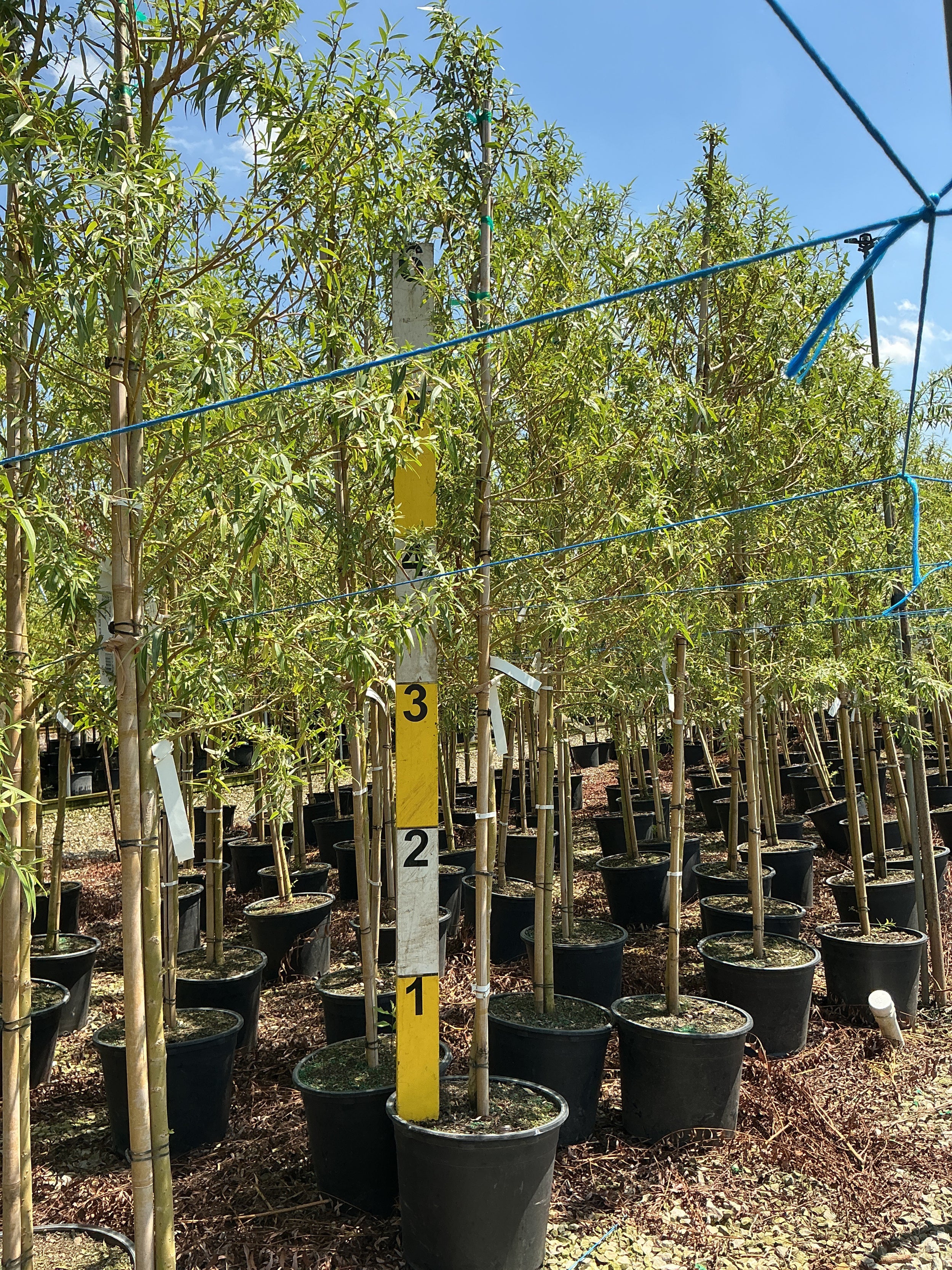 Salix alba 'Tristis'
