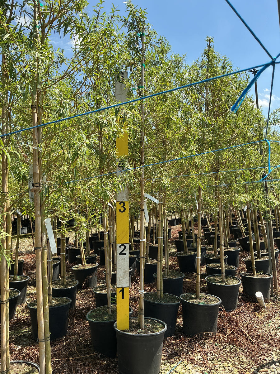 Salix alba 'Tristis' â€” G7 72