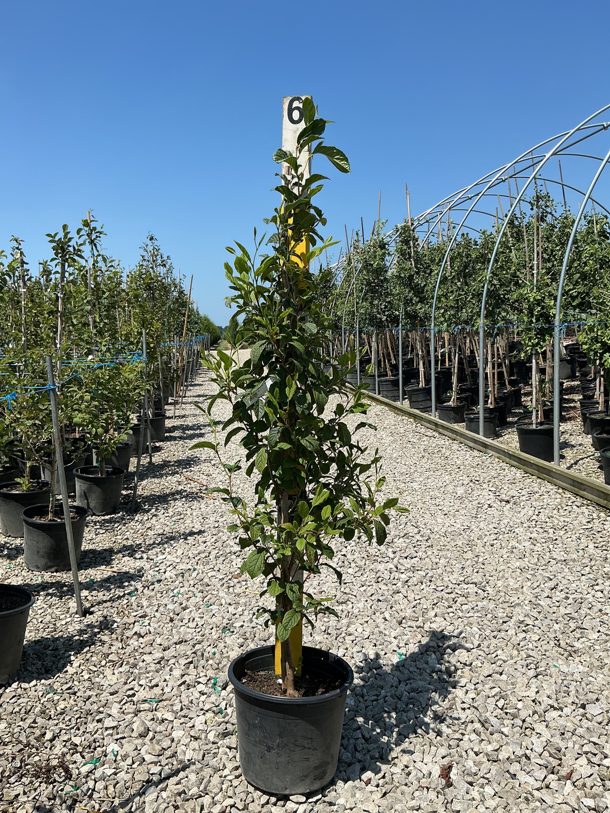 Stewartia pseudocamellia
