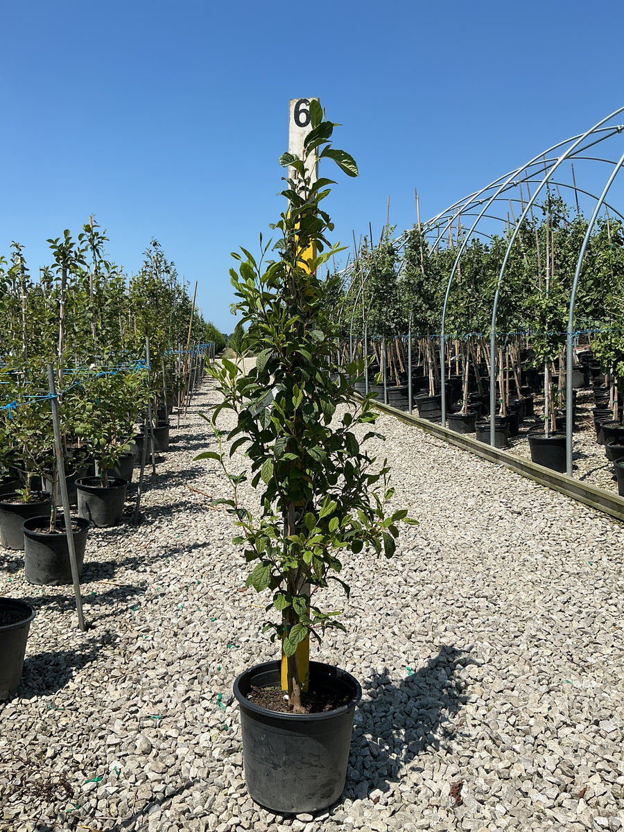 Stewartia pseudocamellia â€” G7 48