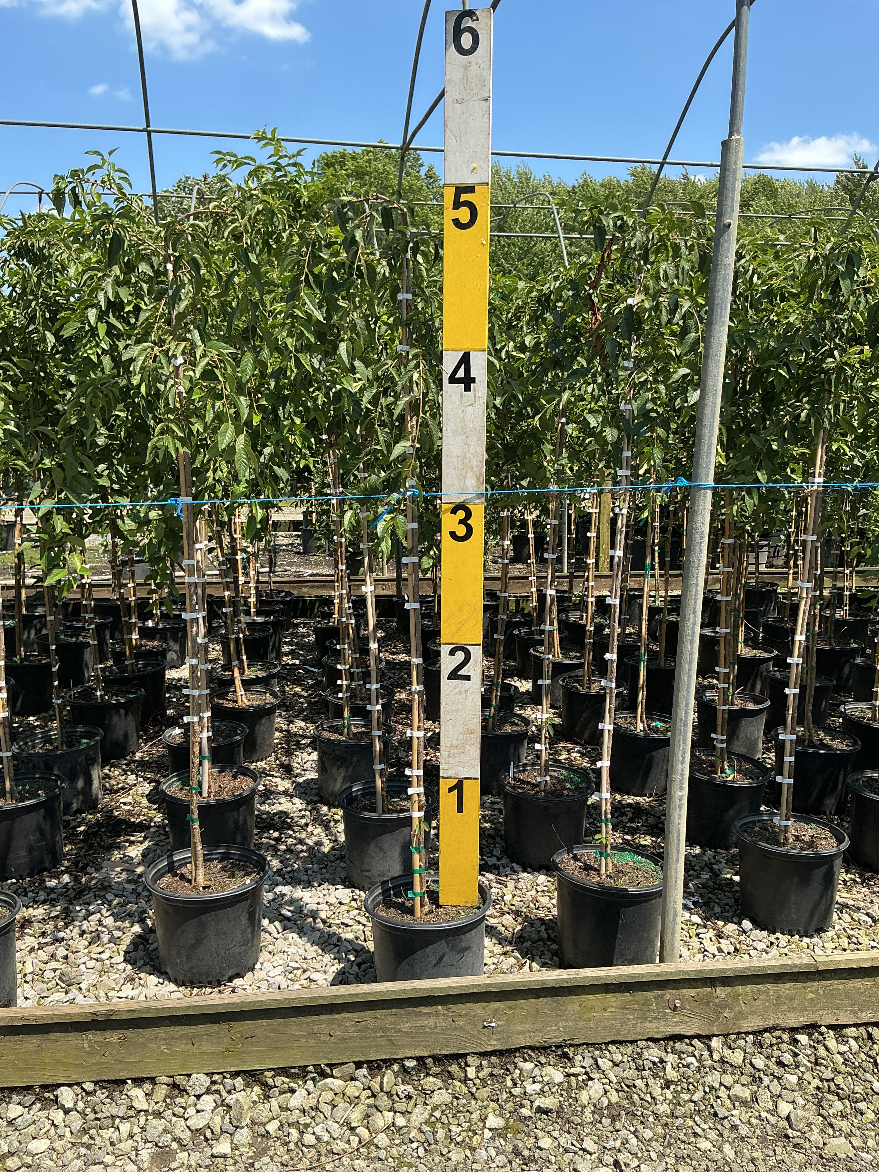 Prunus x 'Snofozam'