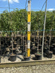 Prunus x 'Snofozam'
