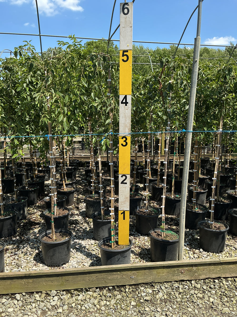 Prunus x 'Snofozam' â€” G3 36