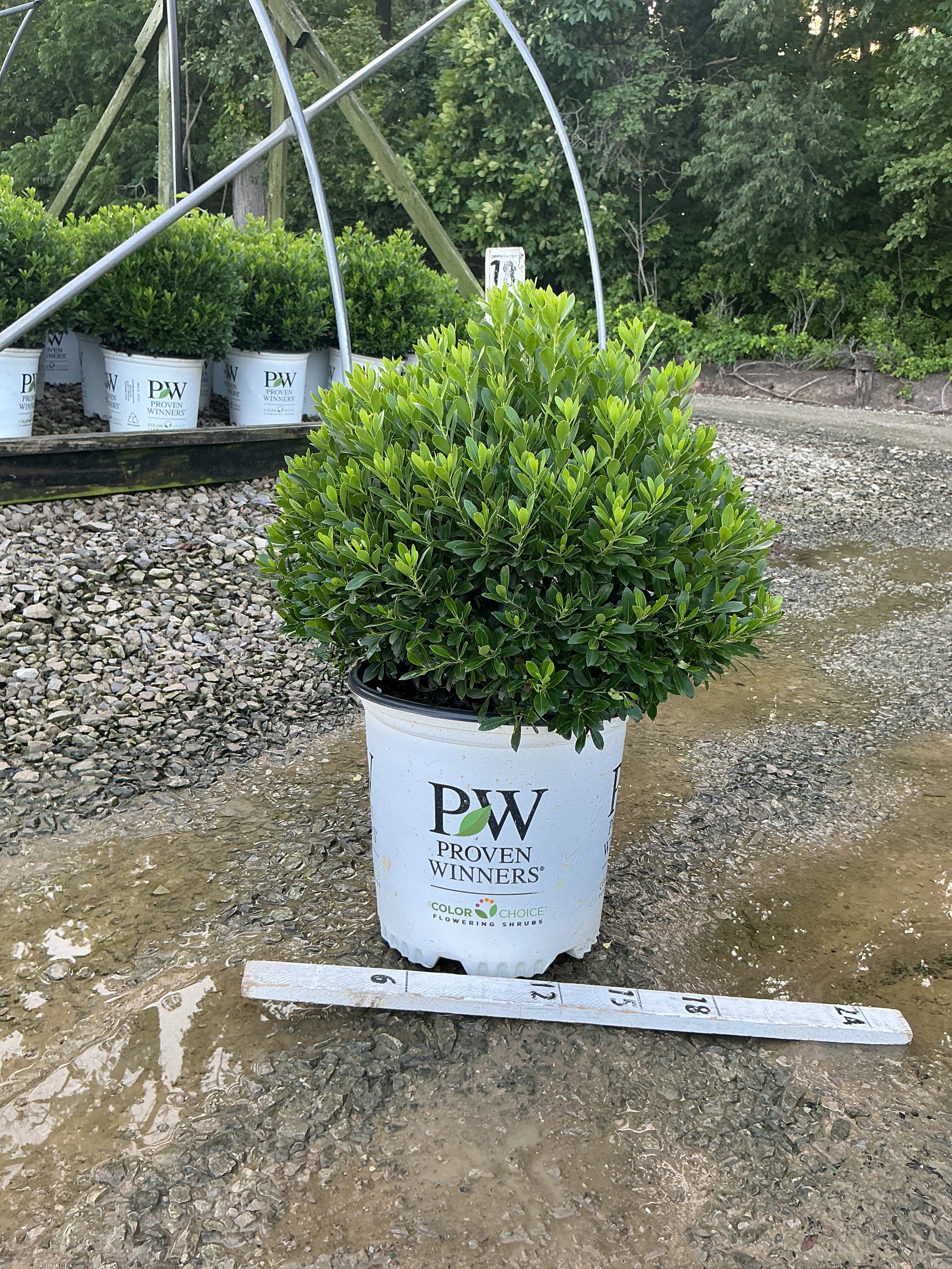 Ilex glabra 'Strong Box'