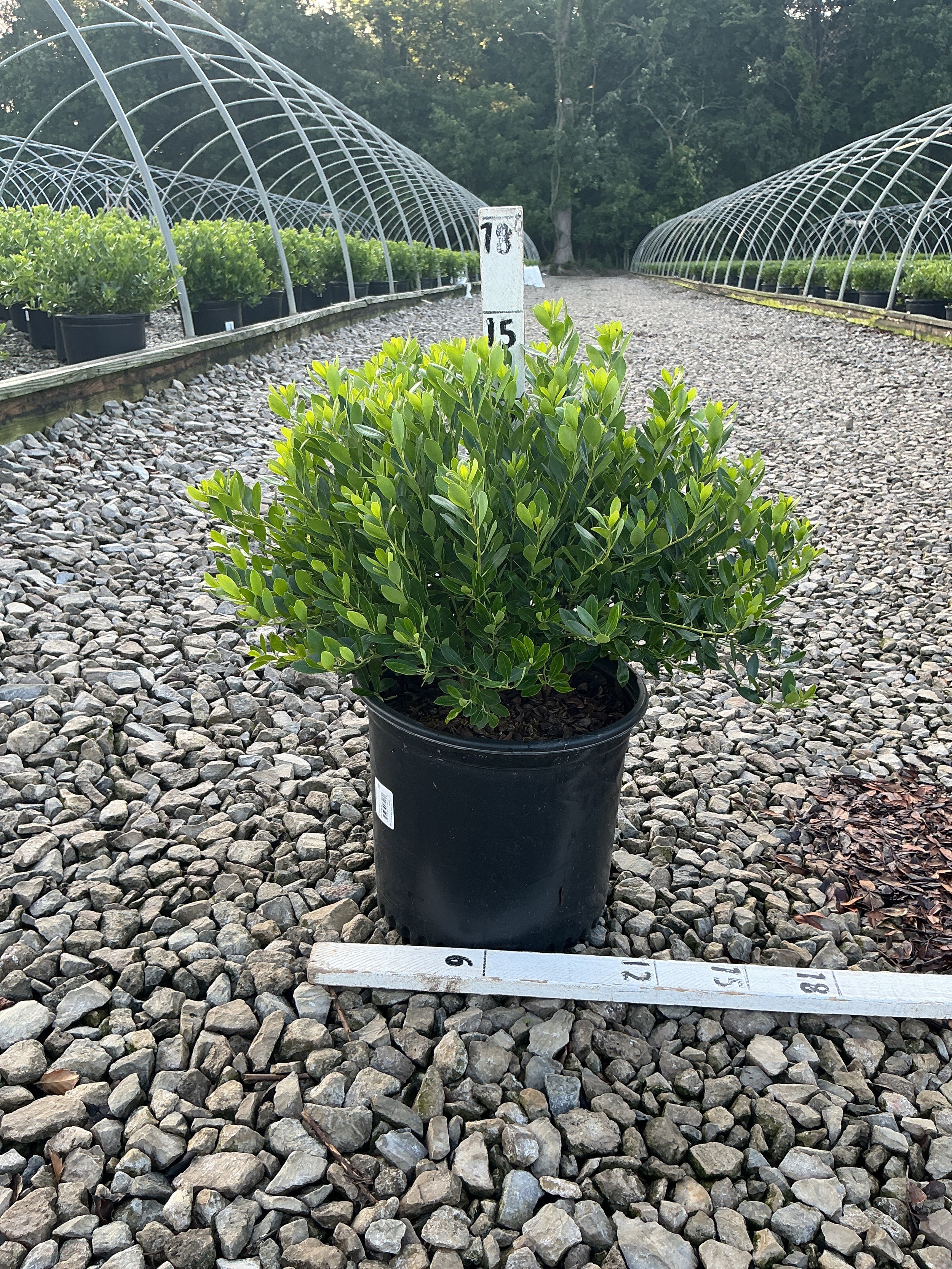 Ilex glabra 'Densa'
