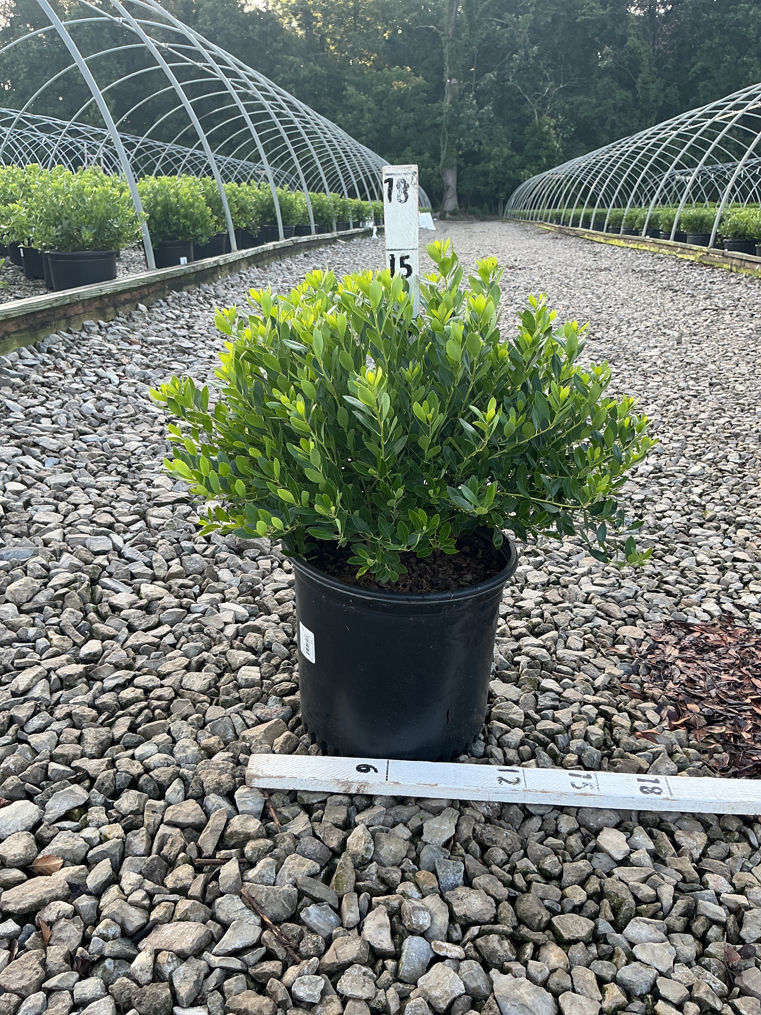 Ilex glabra 'Densa'