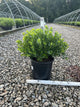 Ilex glabra 'Densa'