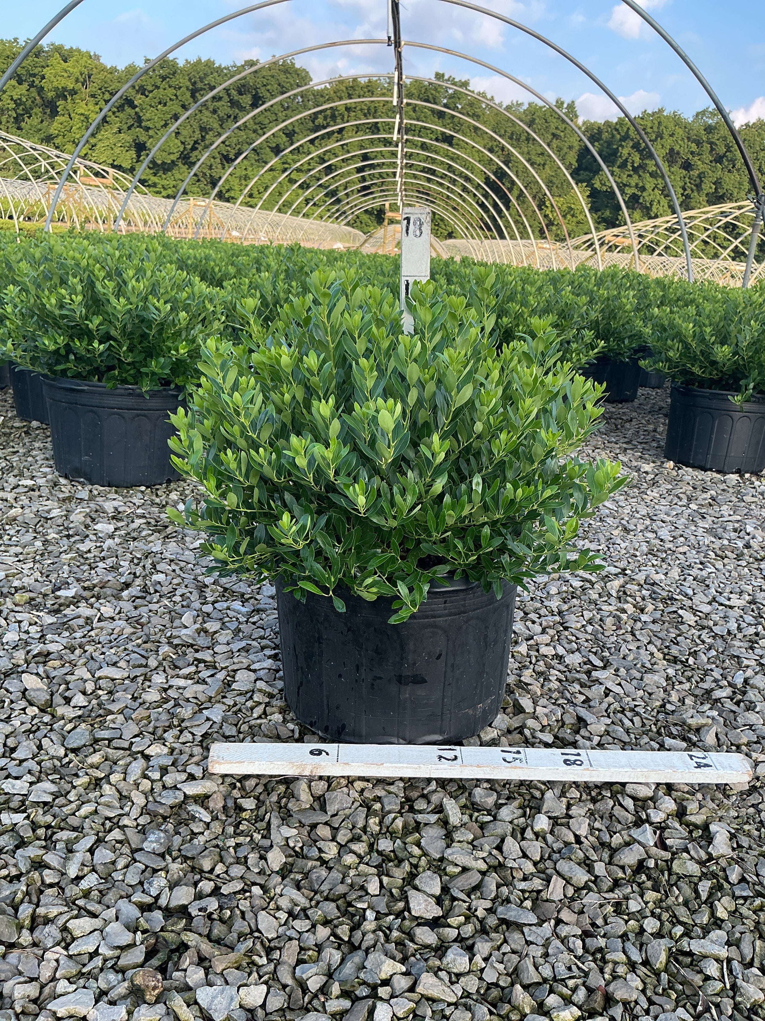 Ilex glabra 'Densa'