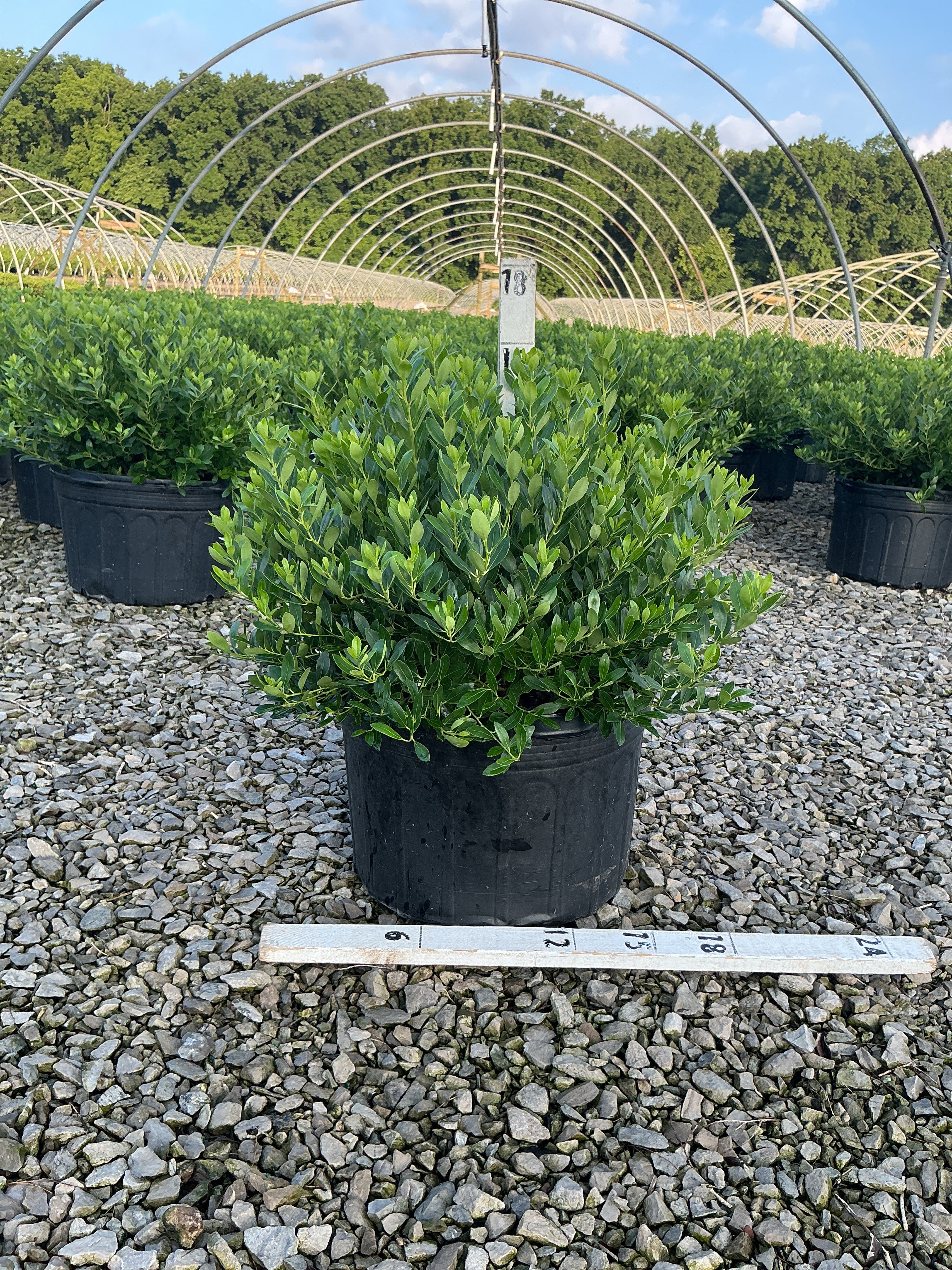 Ilex glabra 'Densa'