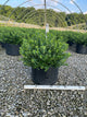 Ilex glabra 'Densa'