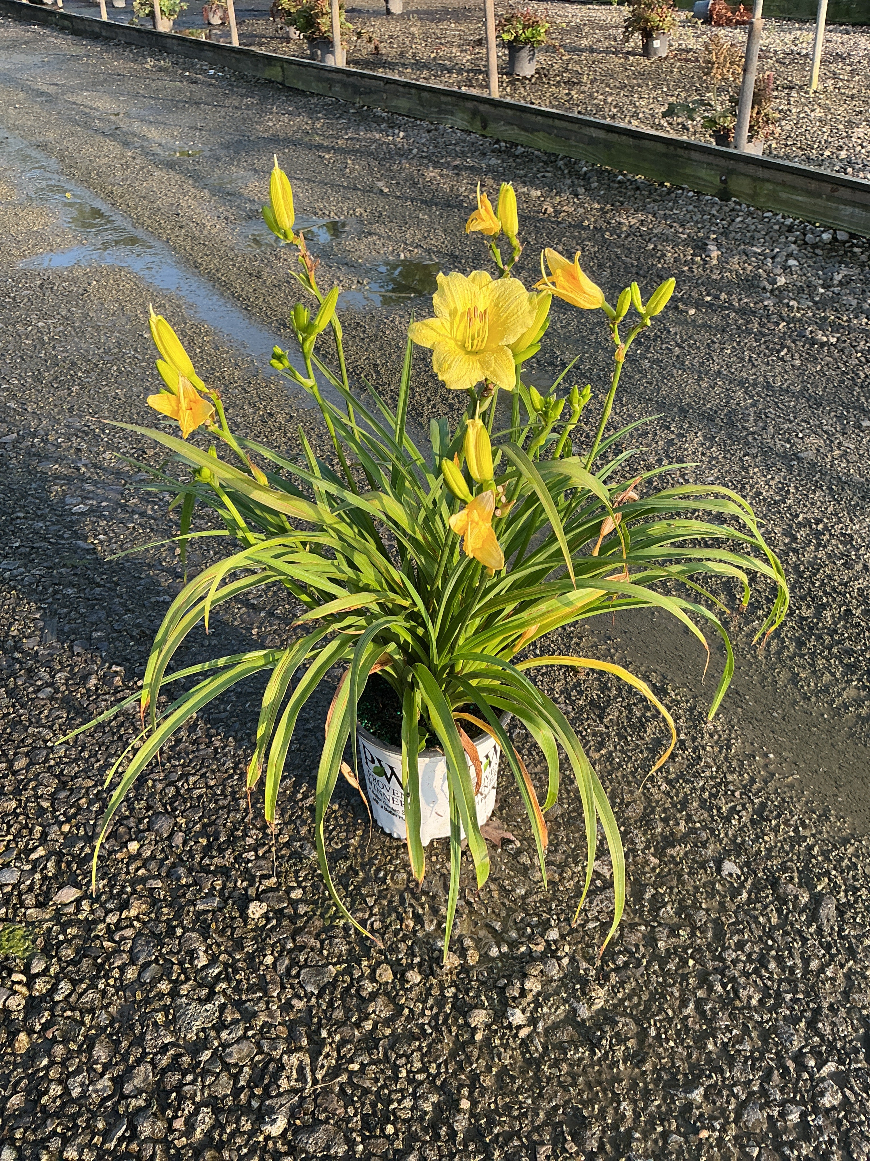Hemerocallis going 'Going Bananas'