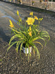 Hemerocallis going 'Going Bananas'