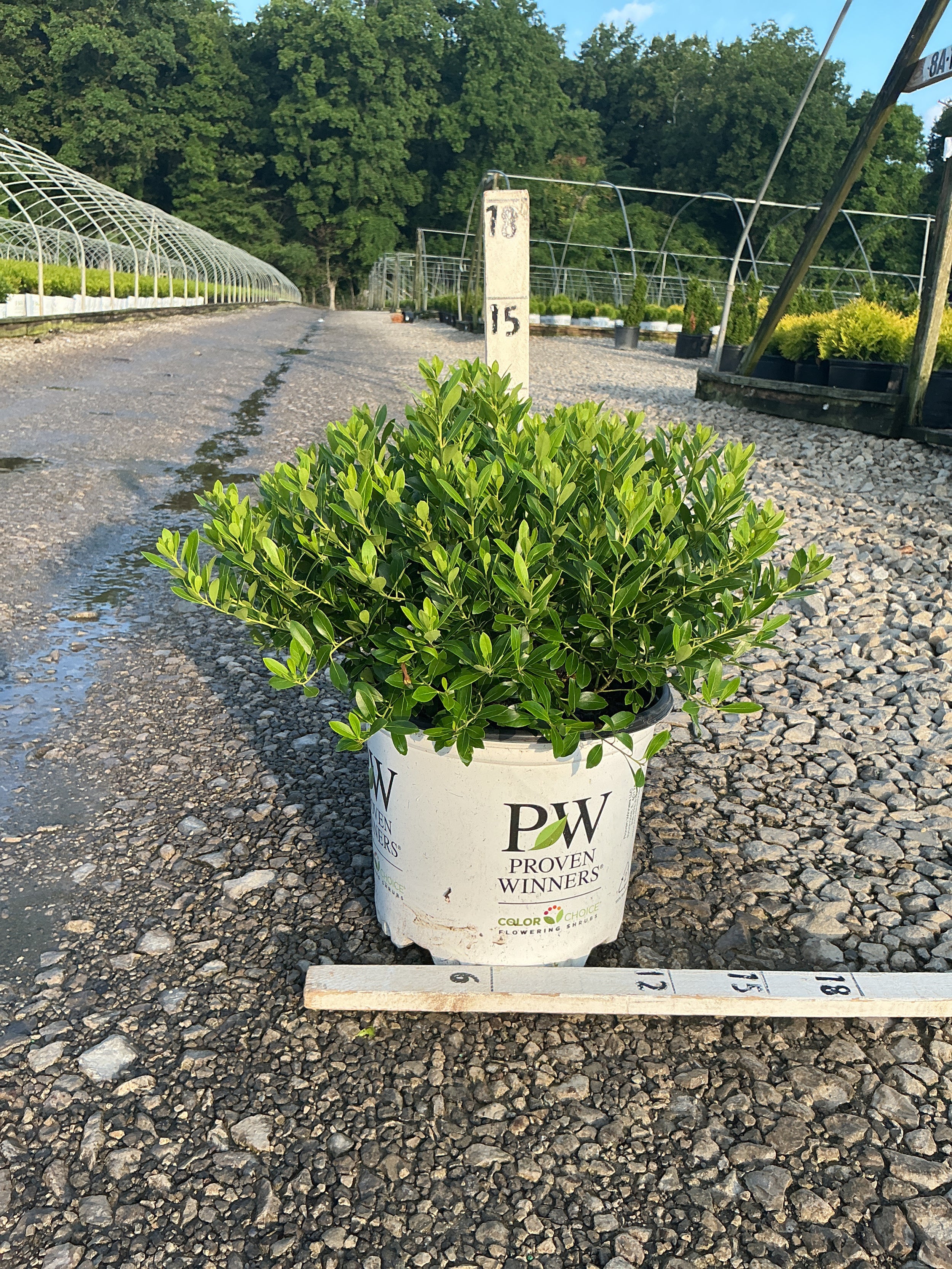 Ilex glabra 'Strong Box'