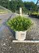 Ilex glabra 'Strong Box'