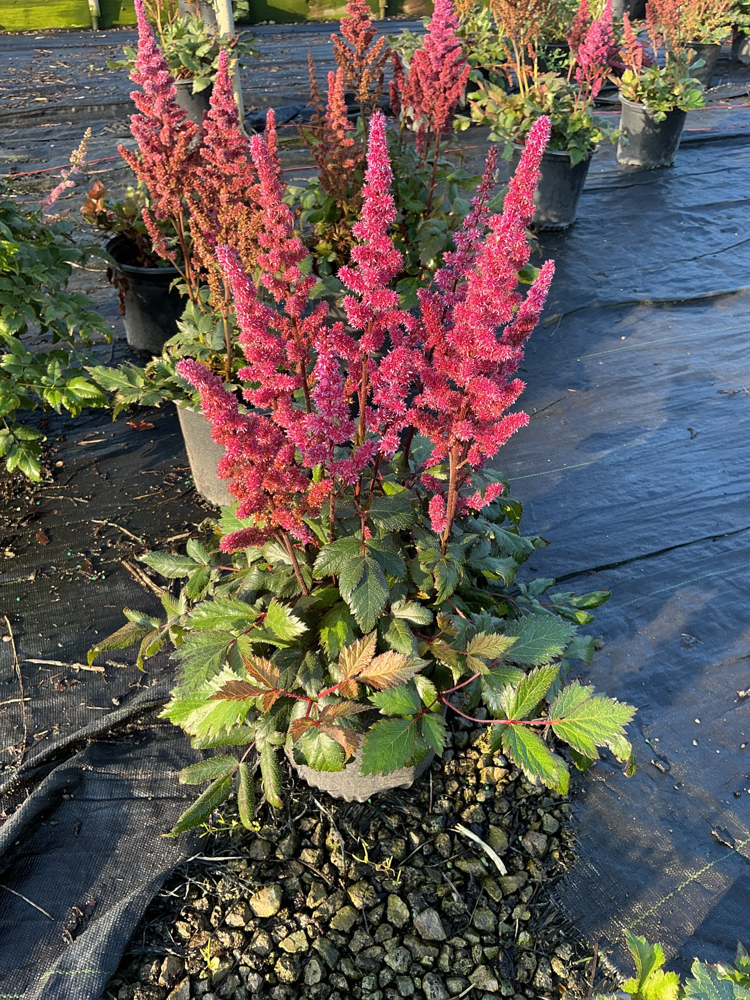 Astilbe chinensis 'Visions in Red'