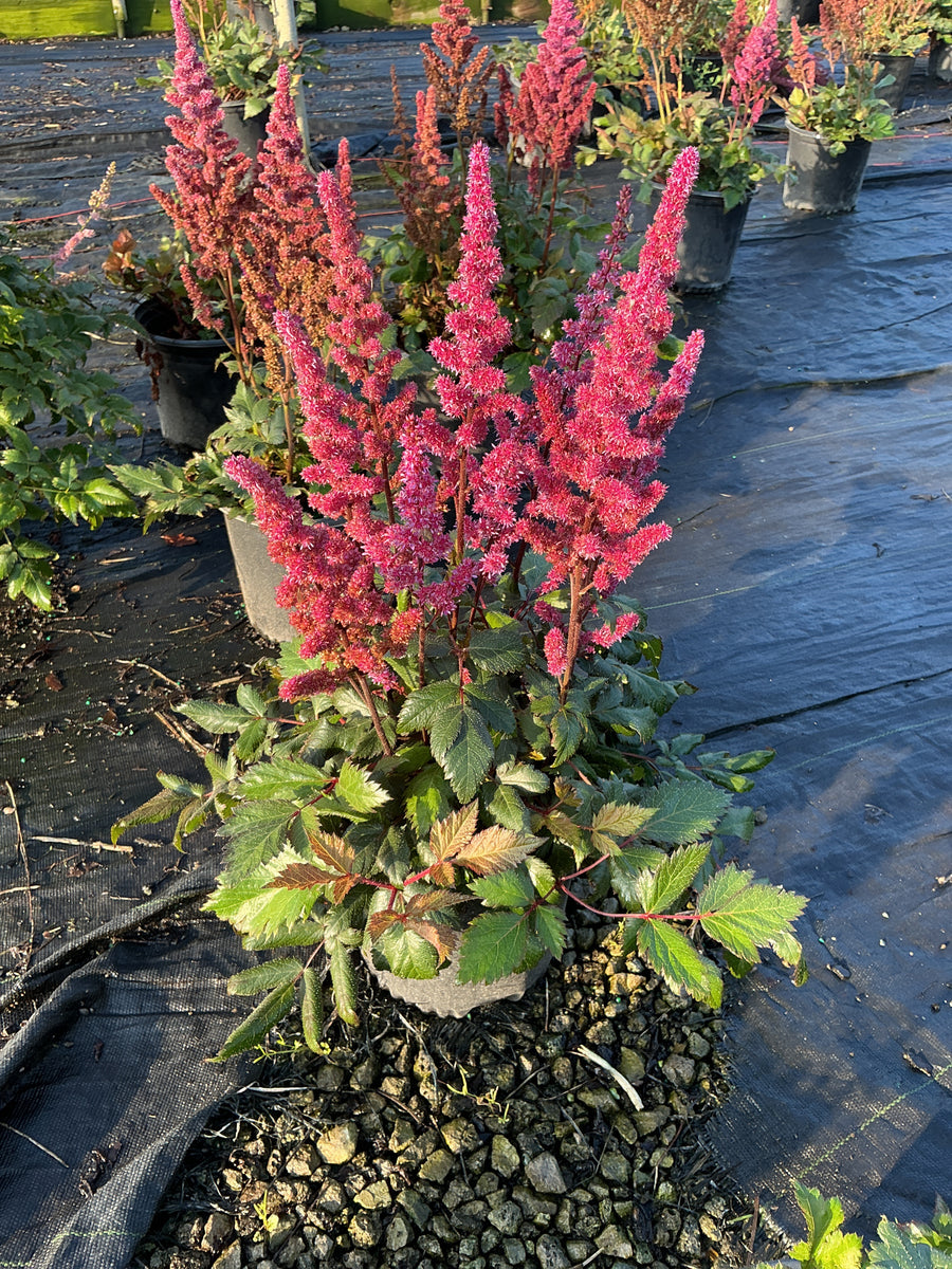 Astilbe chinensis 'Visions in Red' â€” 19CM
