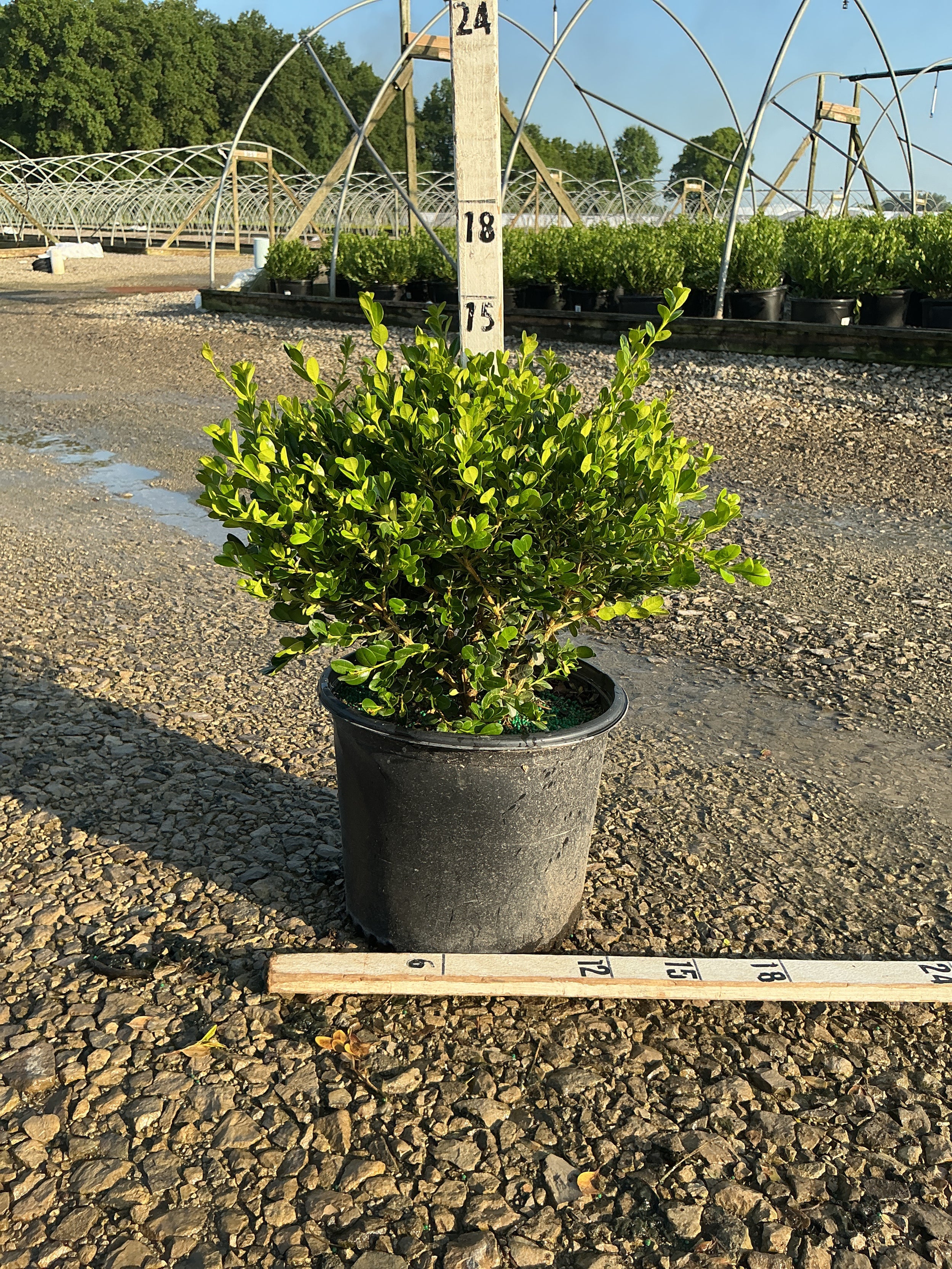 Buxus microphylla 'Winter Gem'