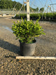 Buxus microphylla 'Winter Gem'