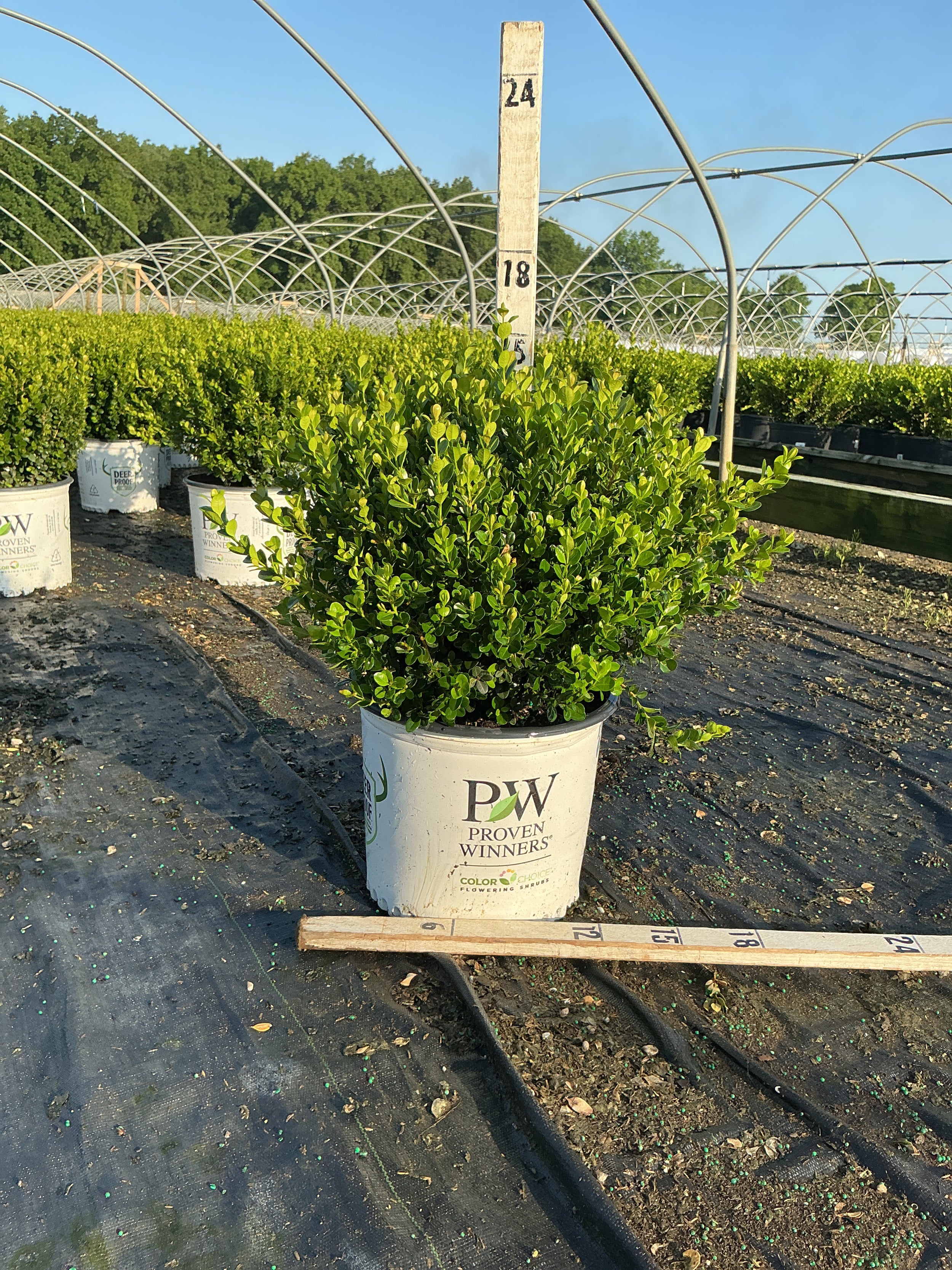 Buxus microphylla 'Sprinter'