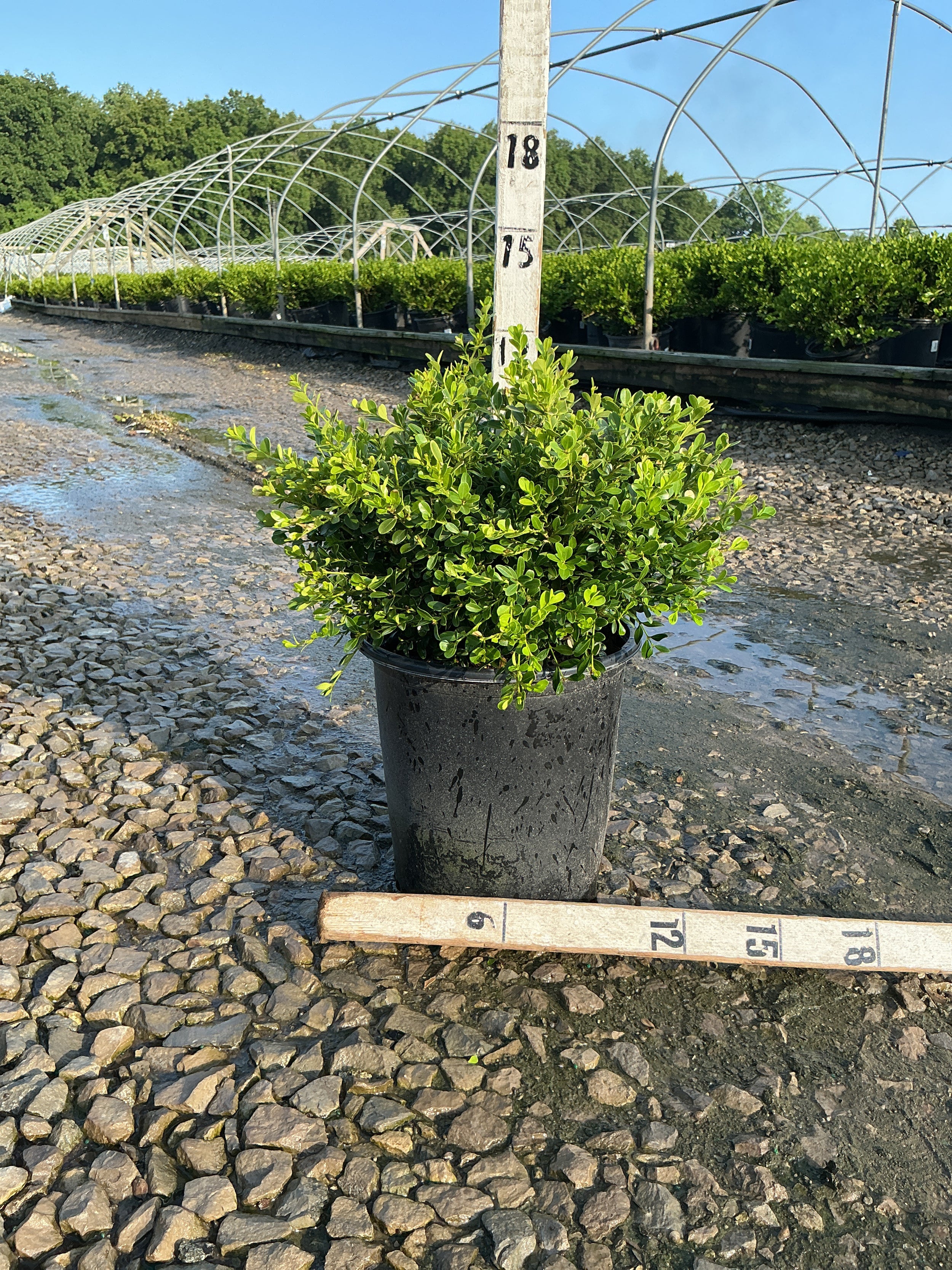 Buxus microphylla 'Franklin's Gem'