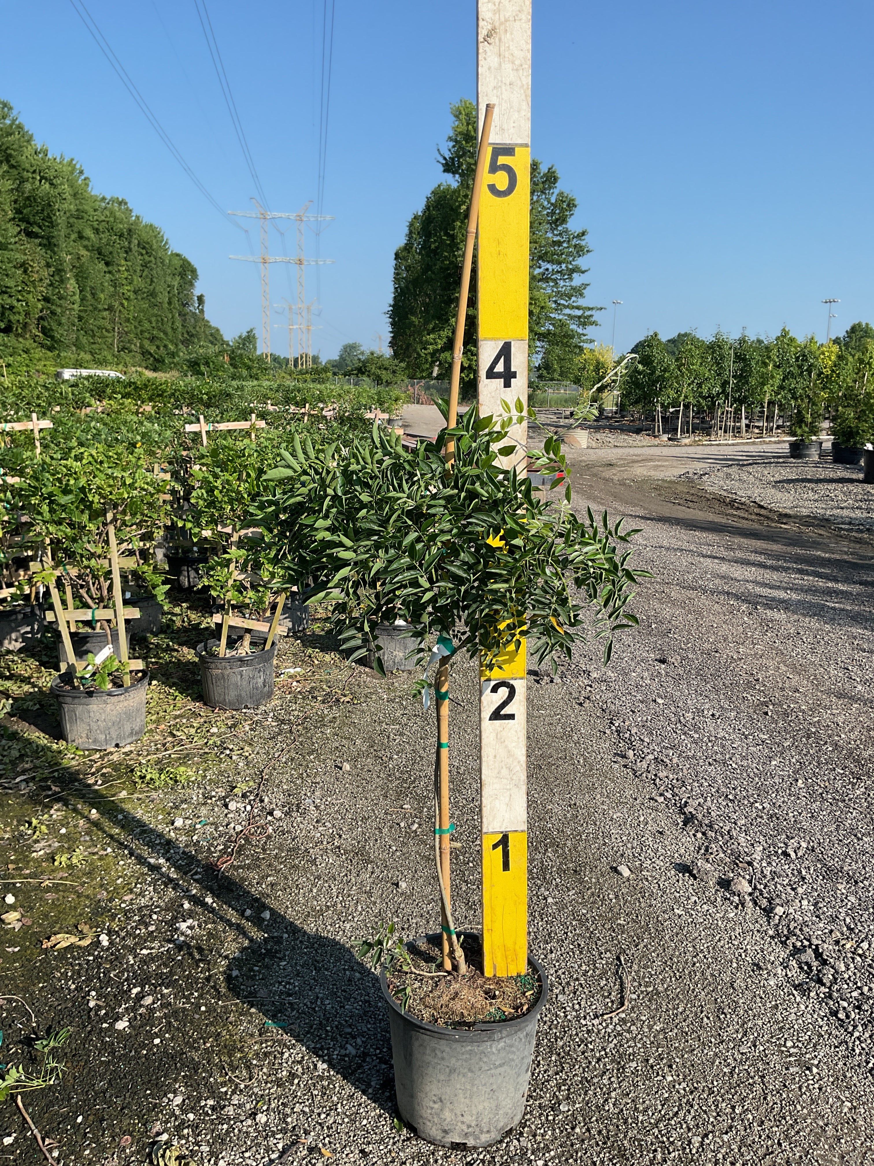 Wisteria macrostachya 'Blue Moon'