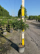 Wisteria macrostachya 'Blue Moon'