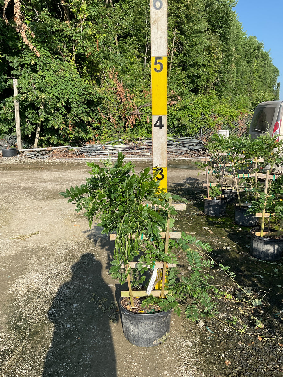 Wisteria sinensis 'Southern Belle' â€” G5 30