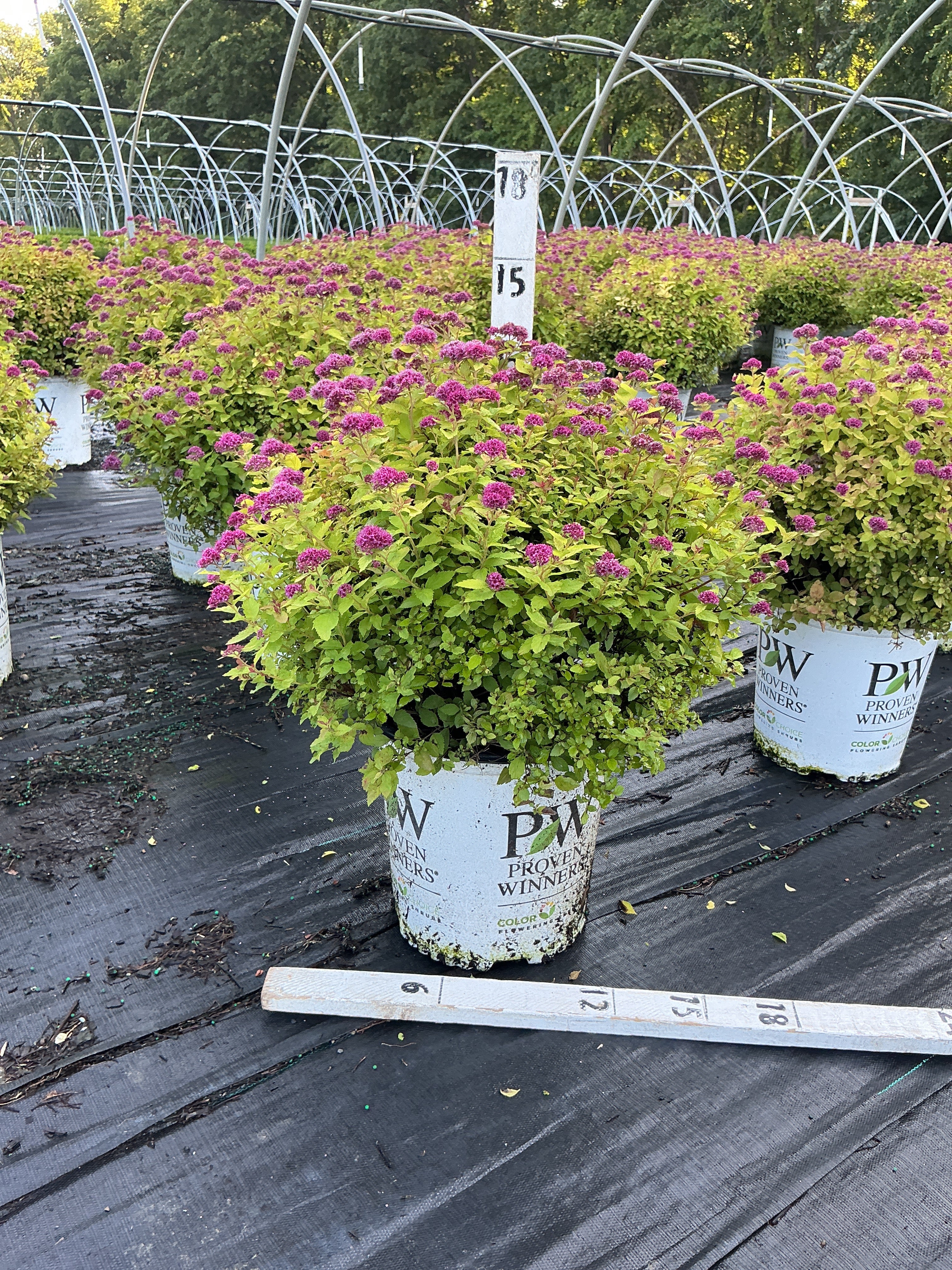 Spiraea JAP 'Dbl Play Dolly'