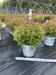 Spiraea JAP 'Dbl Play Dolly'