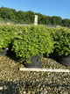 Spiraea japonica 'Little Princess'