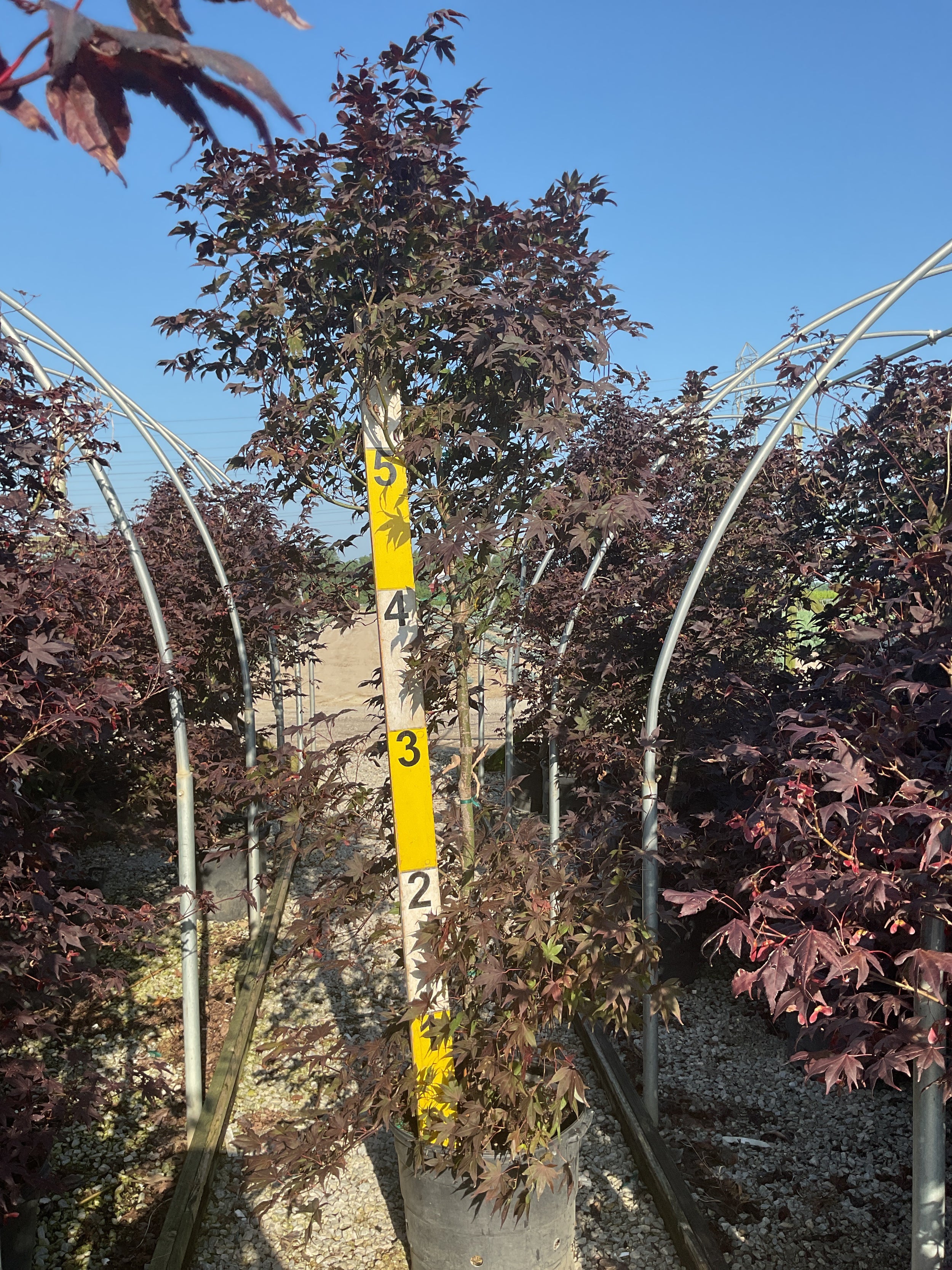 Acer palmatum 'Bloodgood'