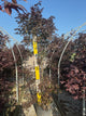 Acer palmatum 'Bloodgood'