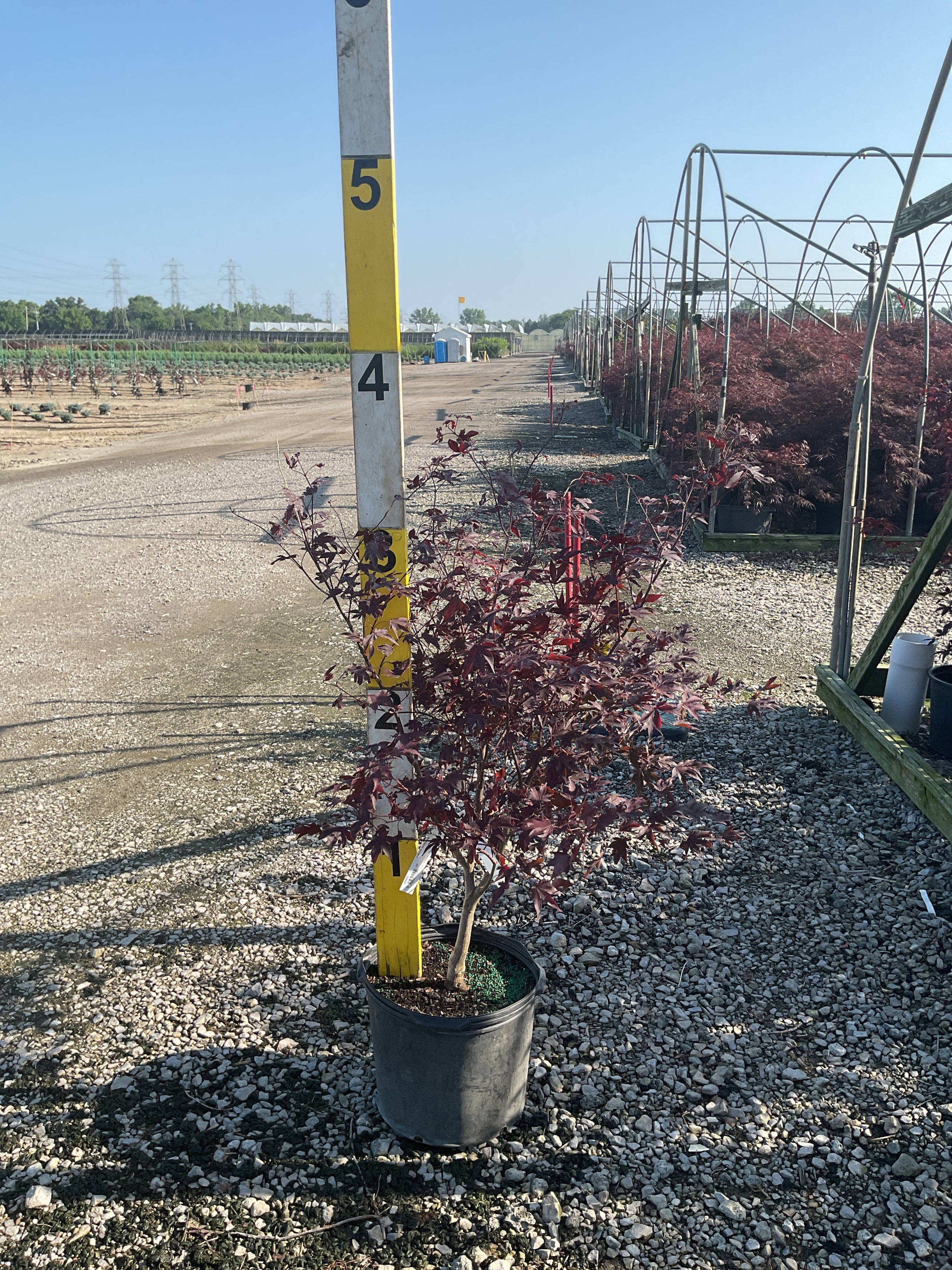 Acer palmatum 'Bloodgood'