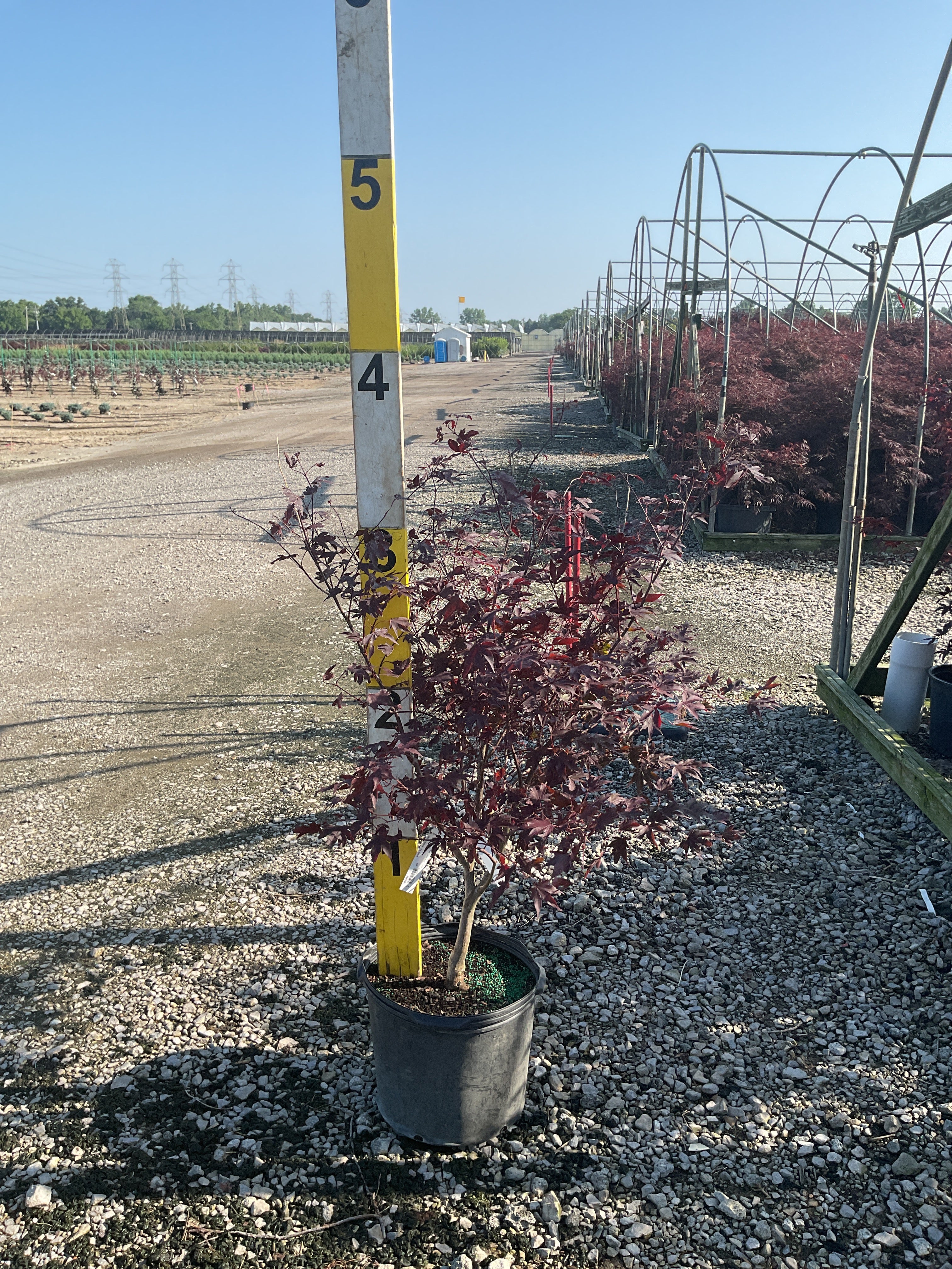 Acer palmatum 'Bloodgood'