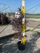 Acer palmatum 'Bloodgood'