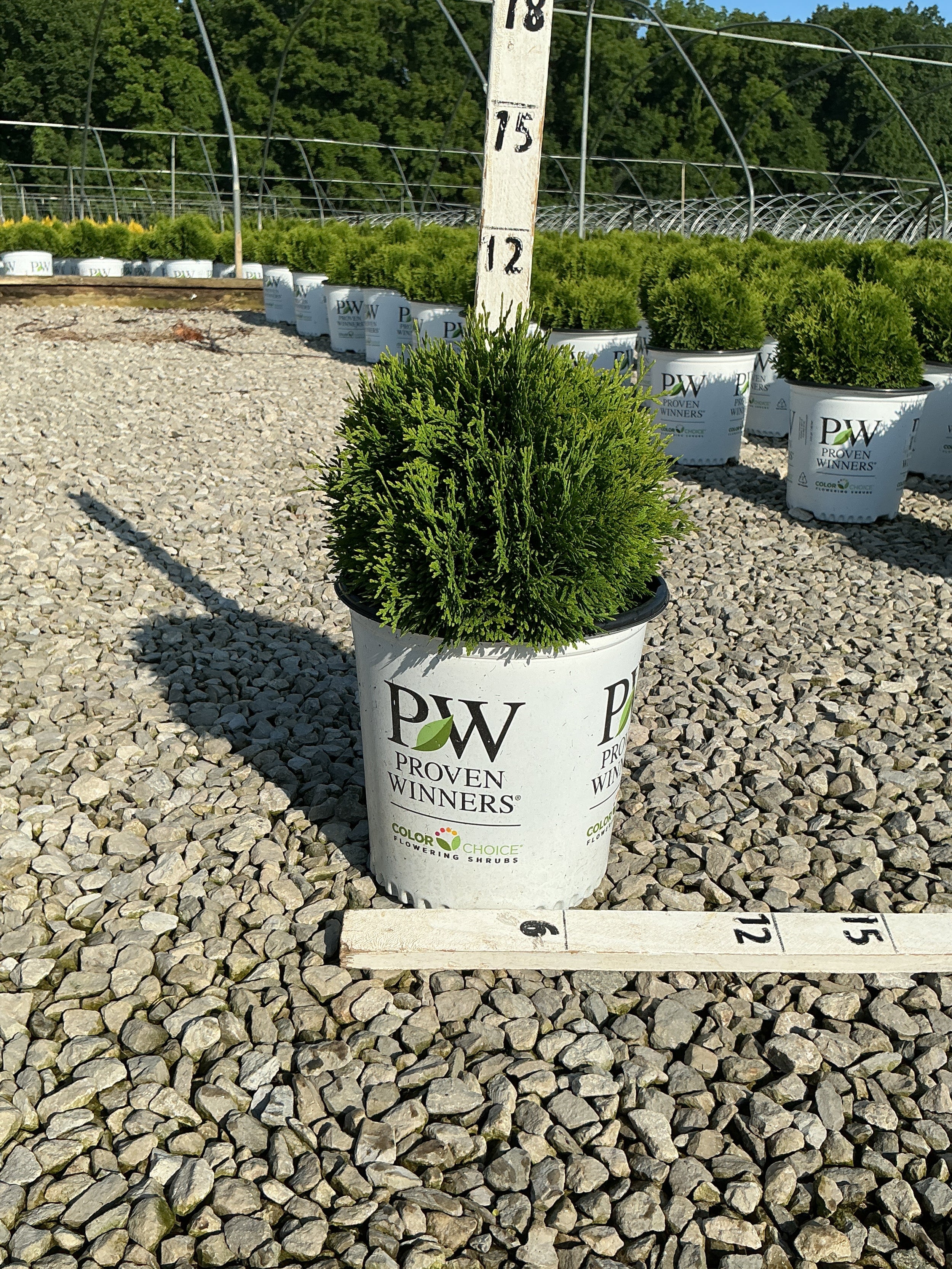 Thuja occidentalis 'Tater Tot'