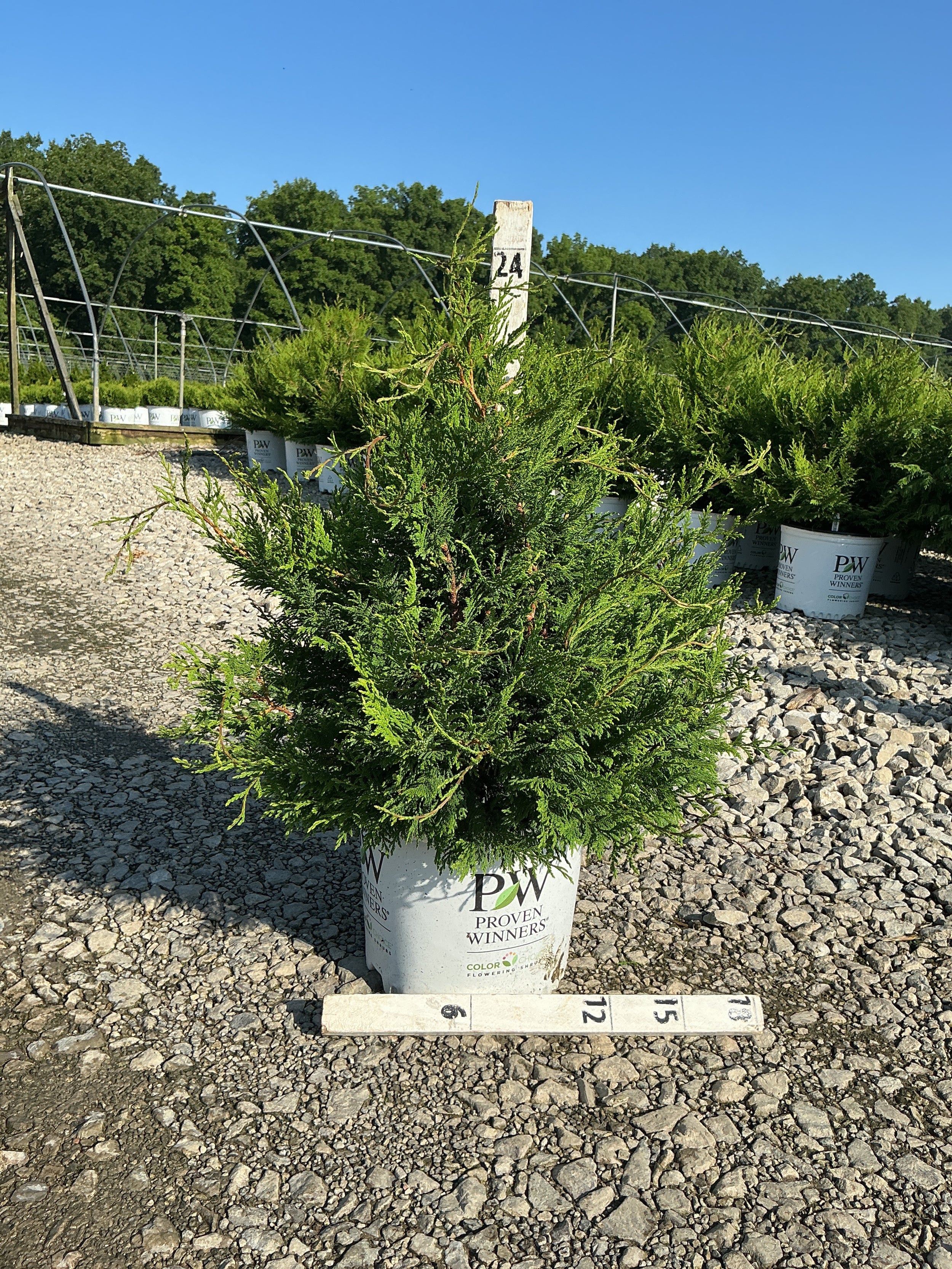 Chamaecyparis cedar 'Rapids'
