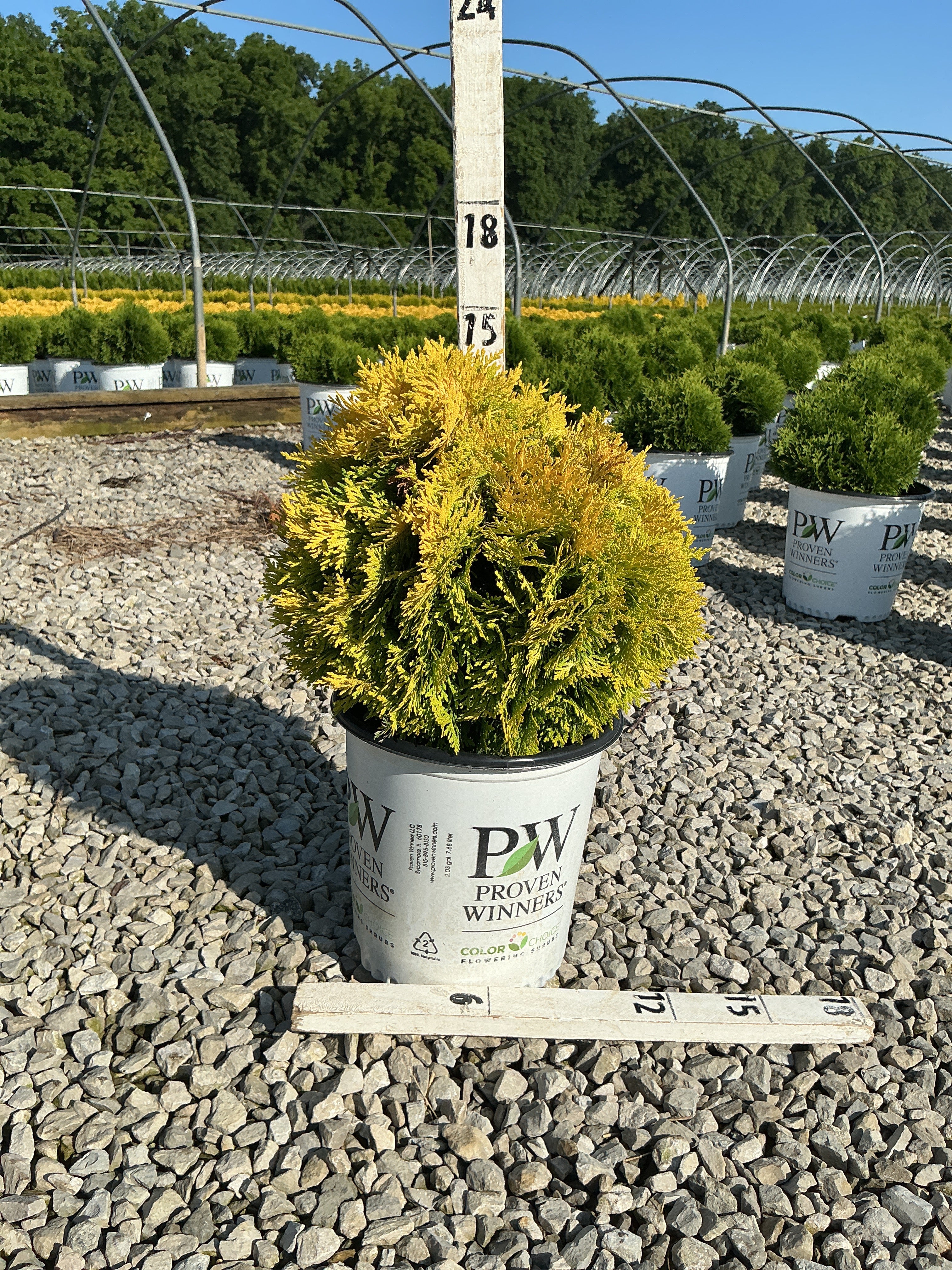 Thuja occidentalis 'Annas Magic Ball'