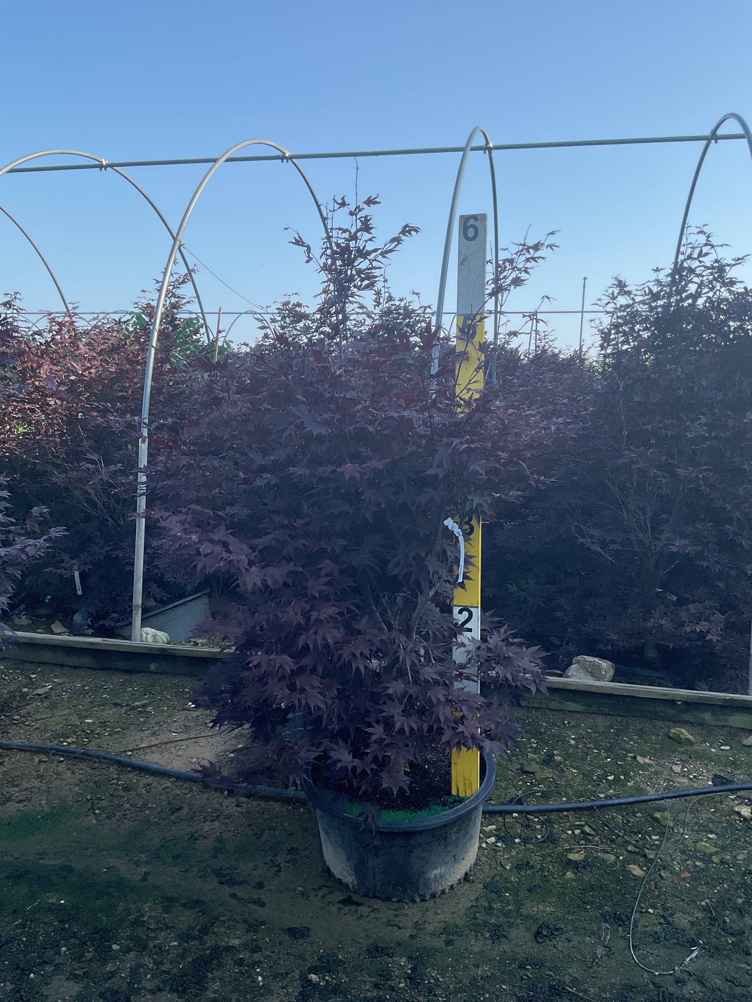 Acer palmatum 'Bloodgood'
