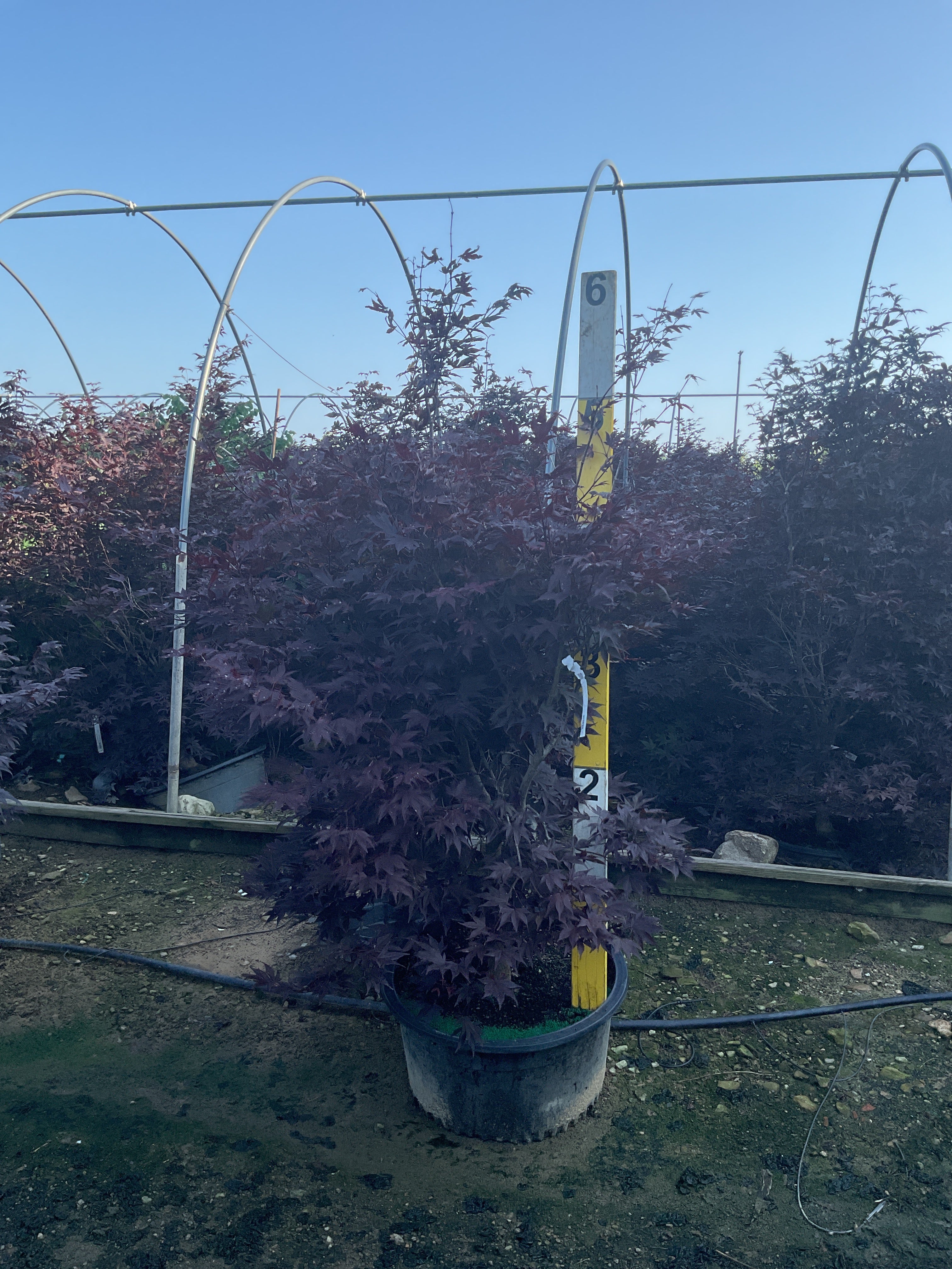 Acer palmatum 'Bloodgood'
