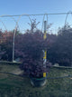 Acer palmatum 'Bloodgood'