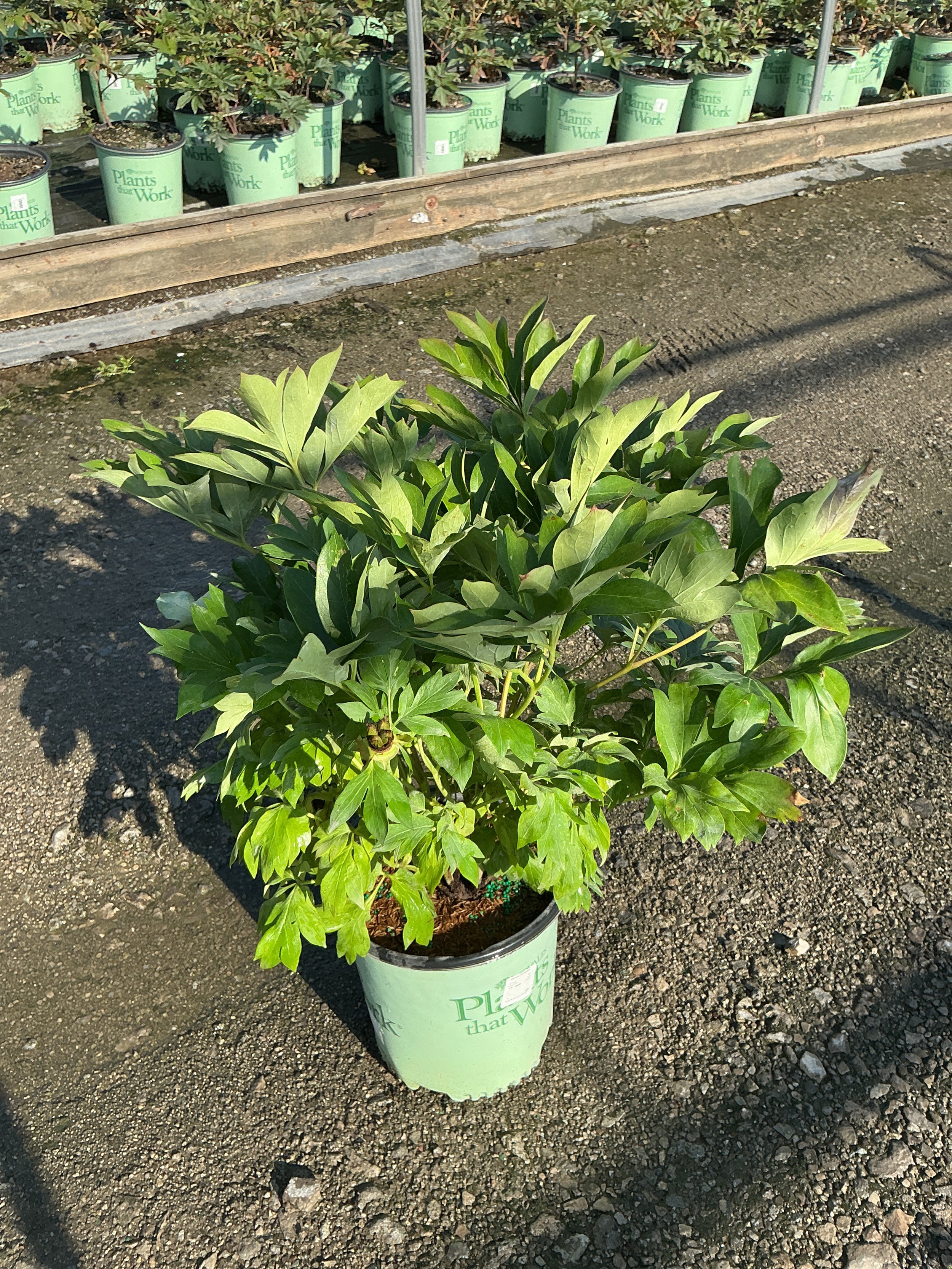 Paeonia × Itoh ‘All That Jazz’