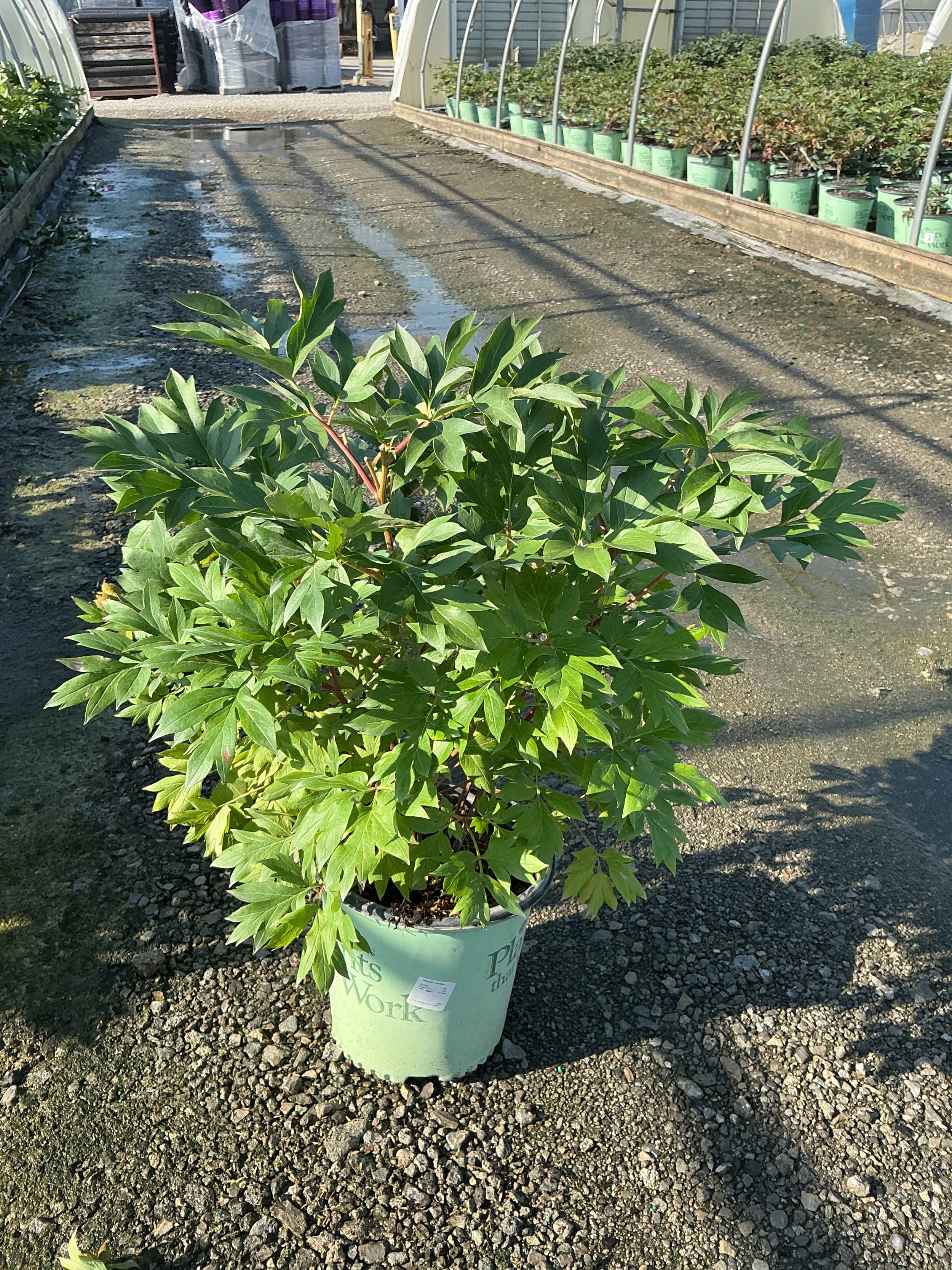 Paeonia 'Smithopus7'