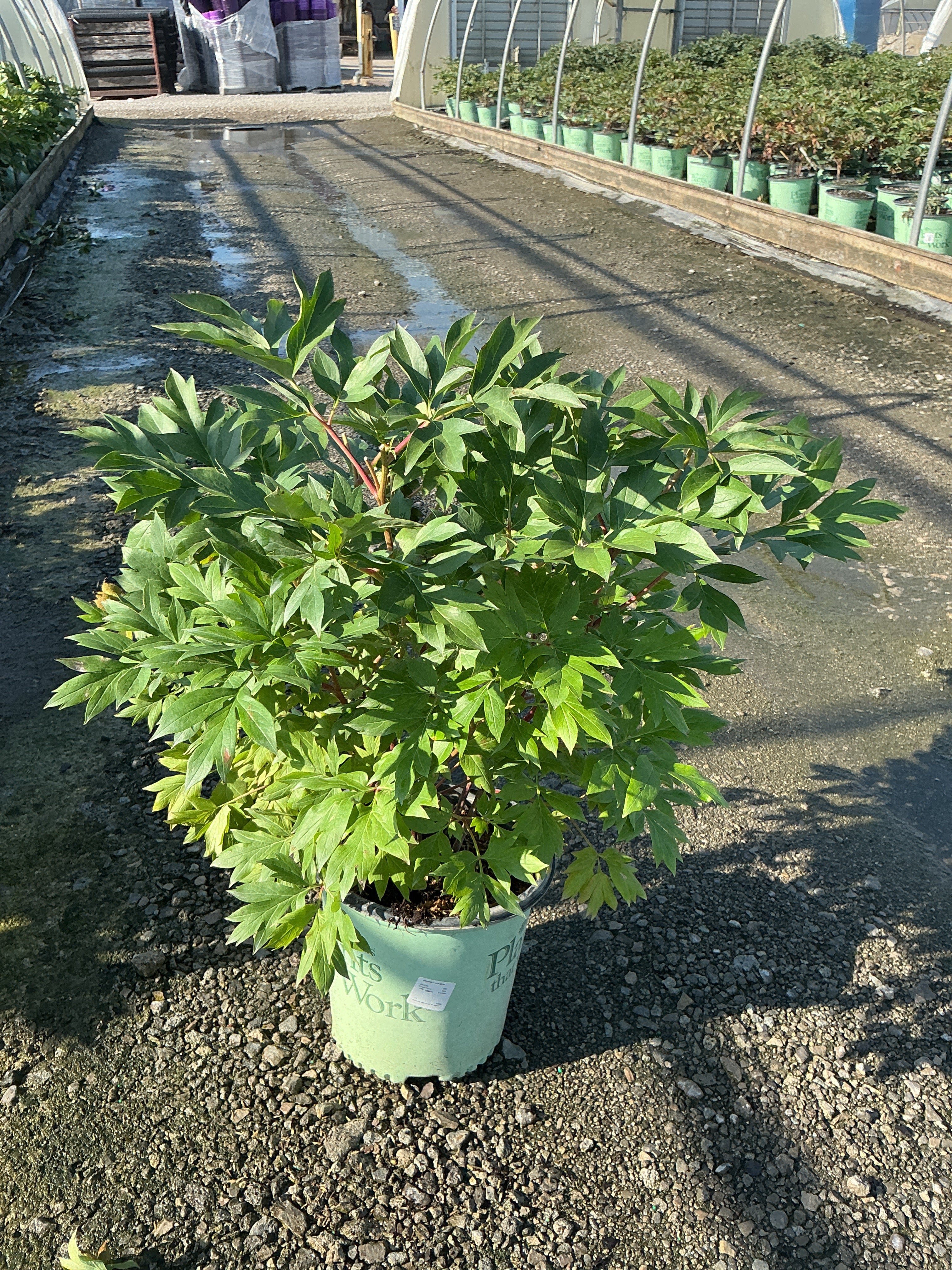 Paeonia 'Smithopus7'