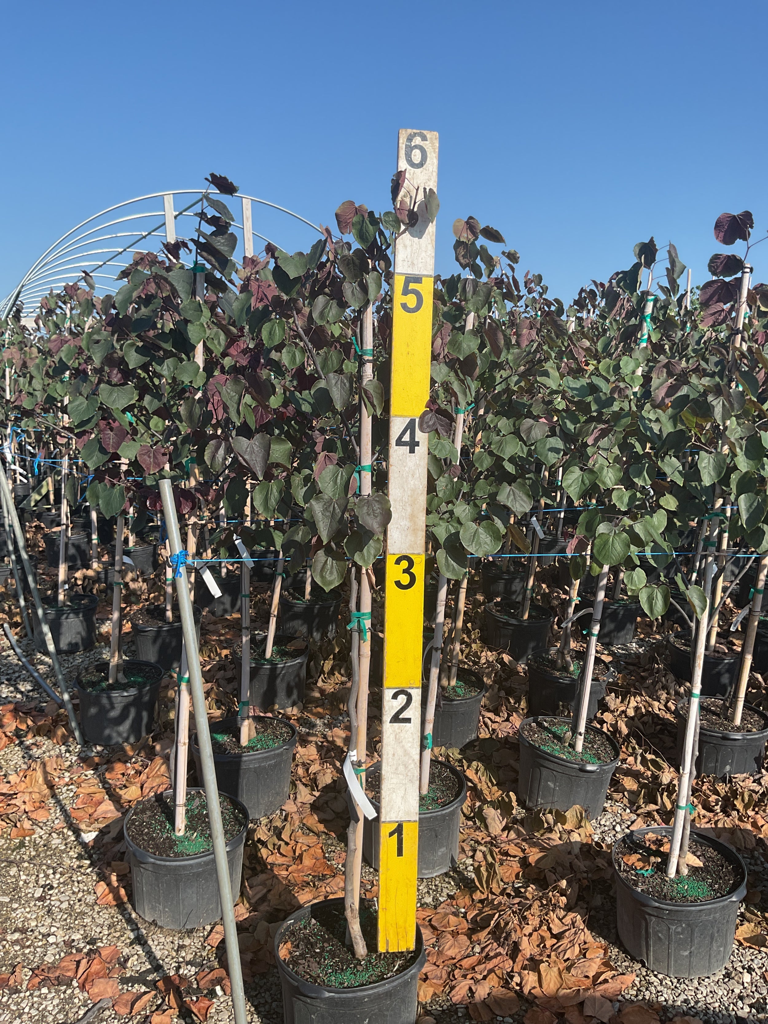 Cercis canadensis 'Forest Pansy'