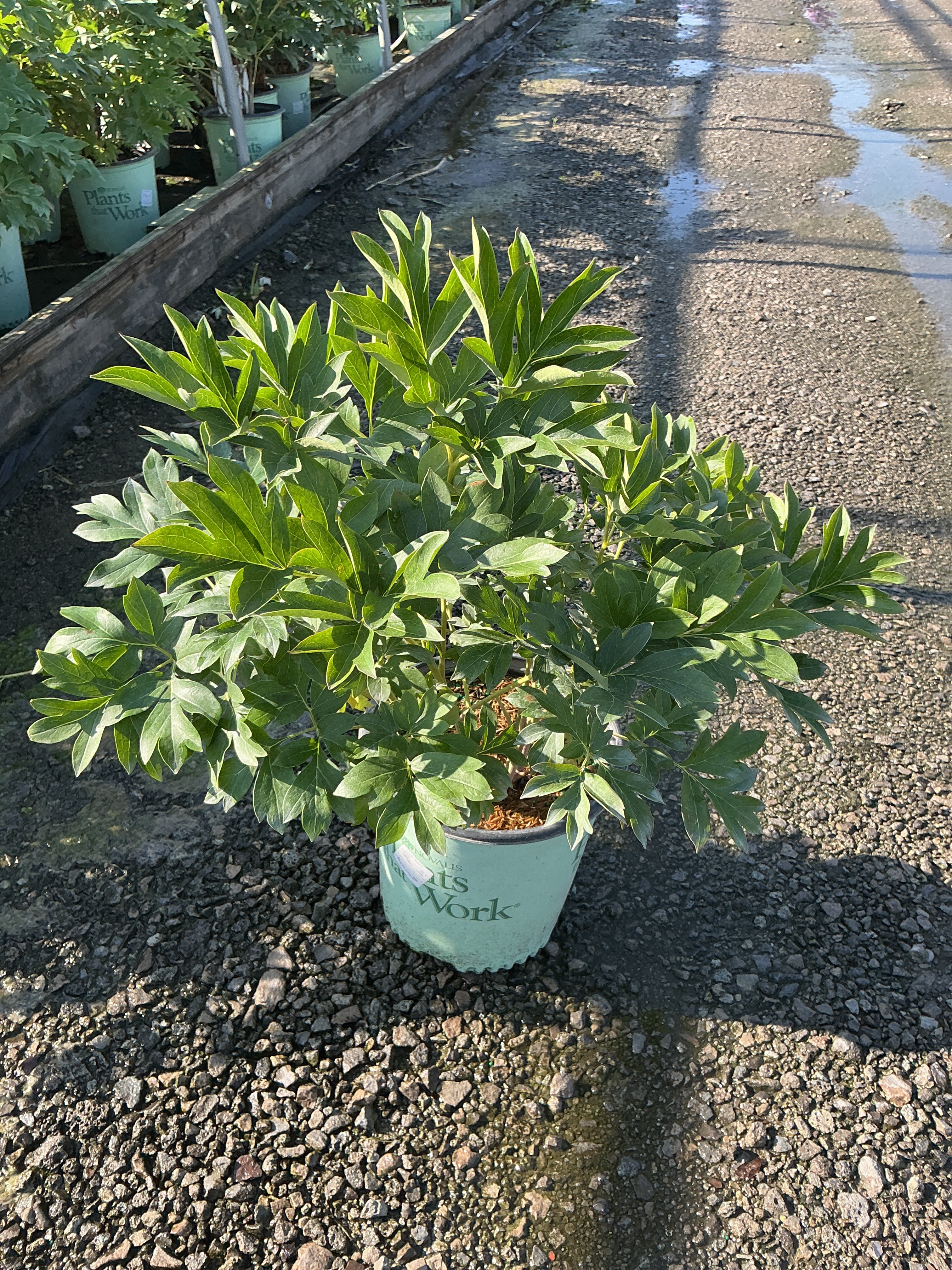 Paeonia 'Smithopus5' PPAF