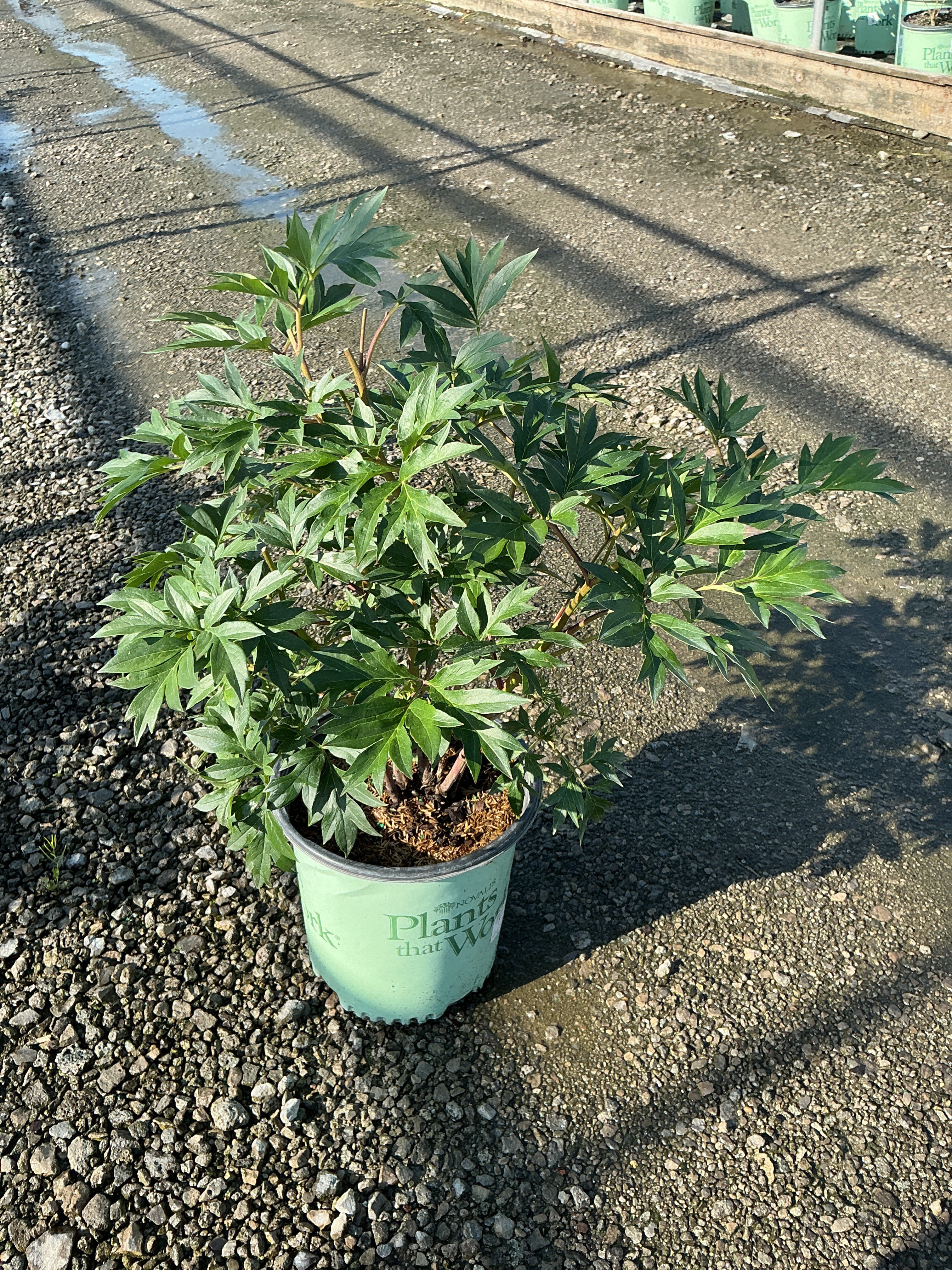 Paeonia 'Smithopus3' PPAF¶