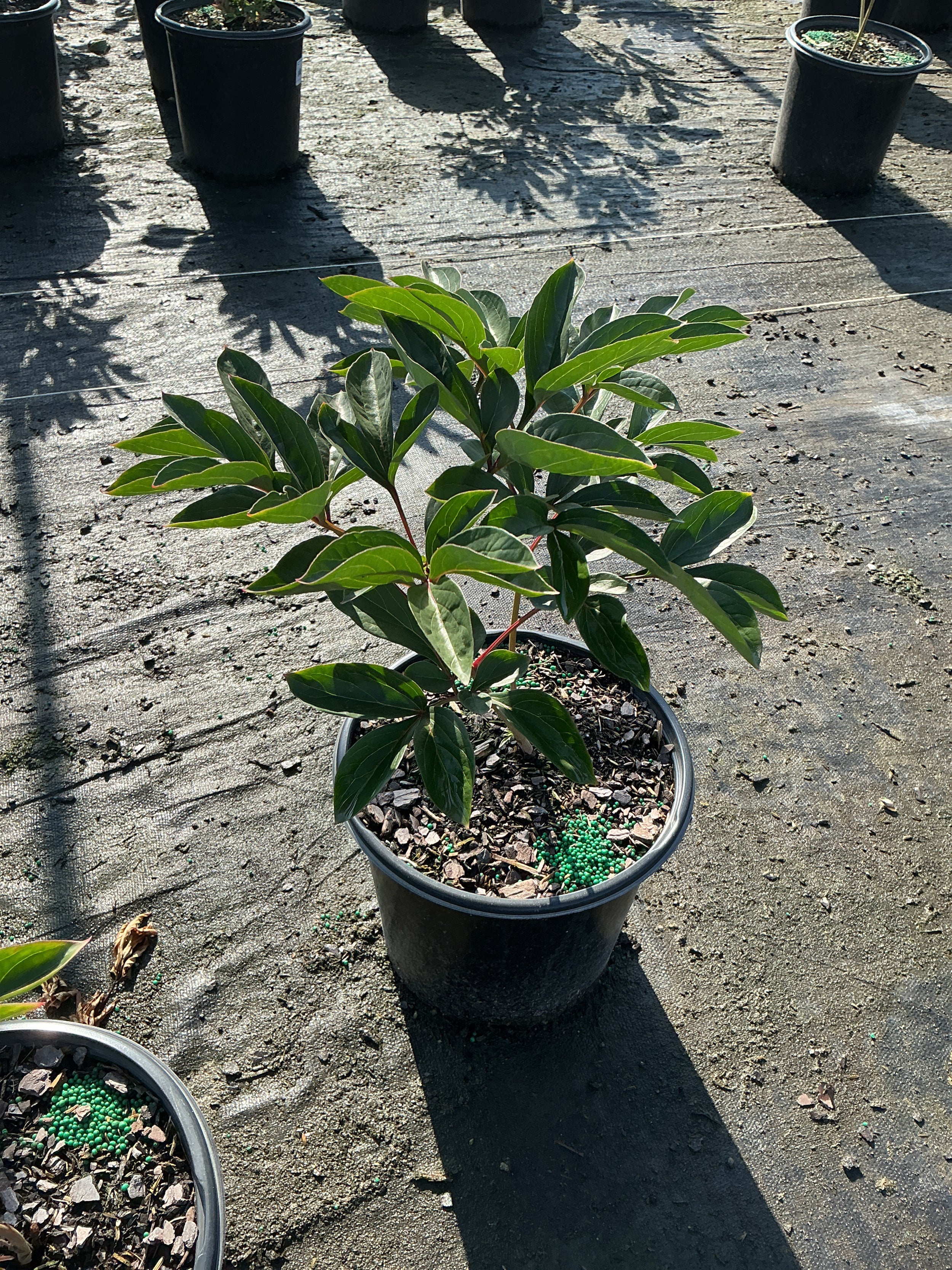 Paeonia japonica 'Kansas Red'